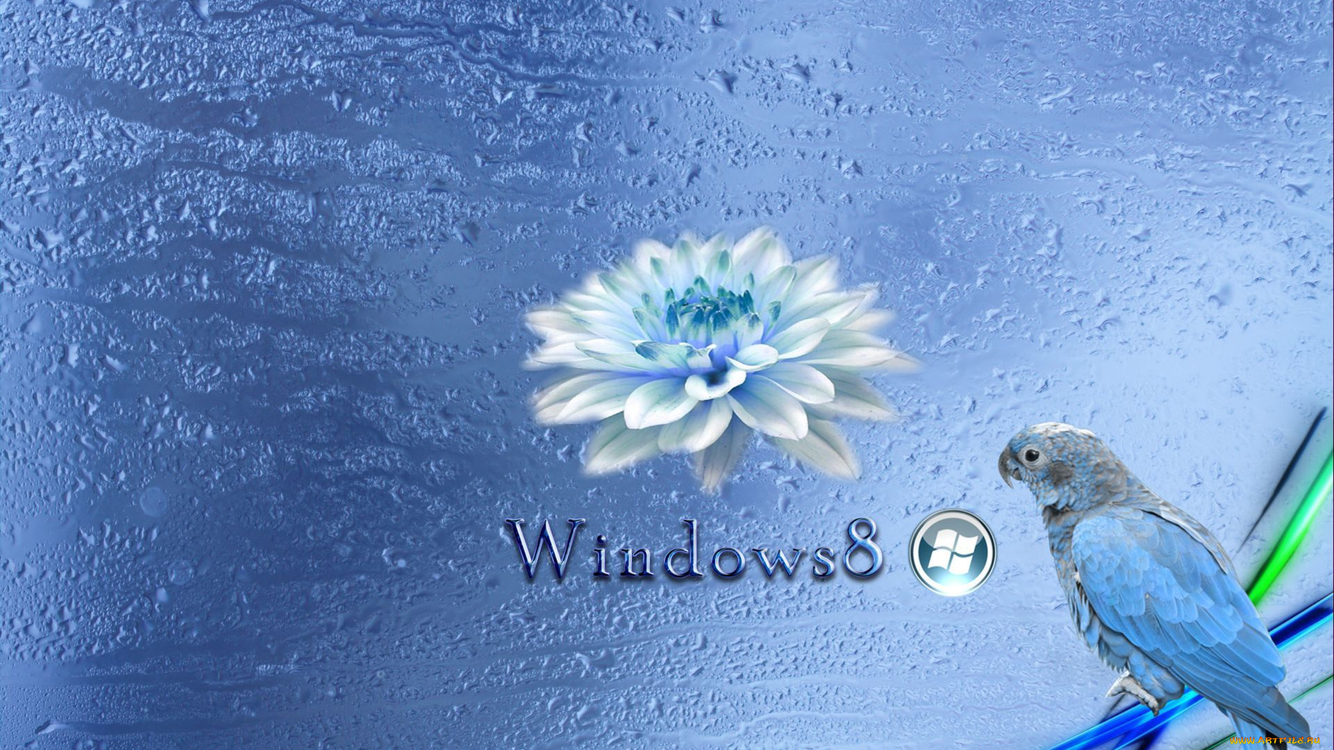 компьютеры, windows, 8, попугай