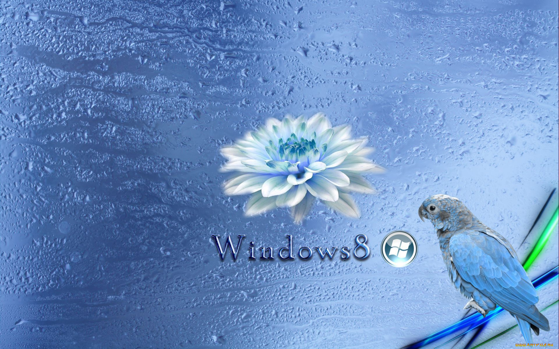 компьютеры, windows, 8, попугай