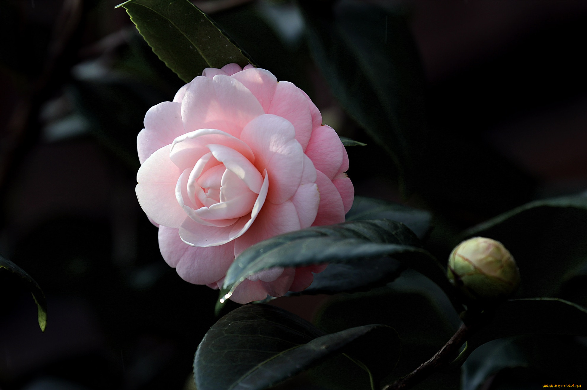 цветы, камелии, camellia, кустарник, цветение, бутон, камелия, shrubs, flowering, bud, leaf, листья