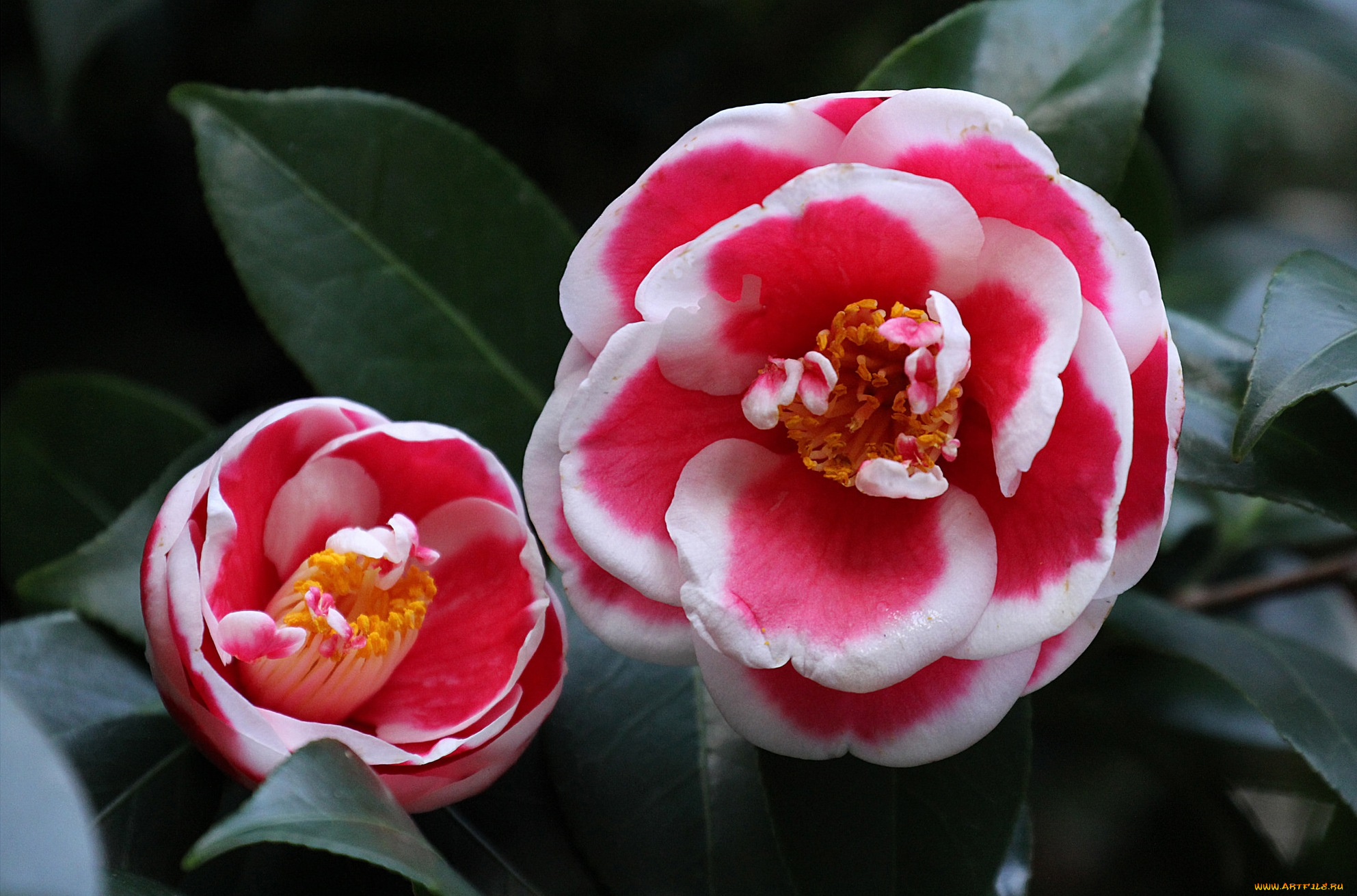 цветы, камелии, bud, цветение, shrubs, flowering, camellia, бутон, leaf, кустарник, листья, камелия