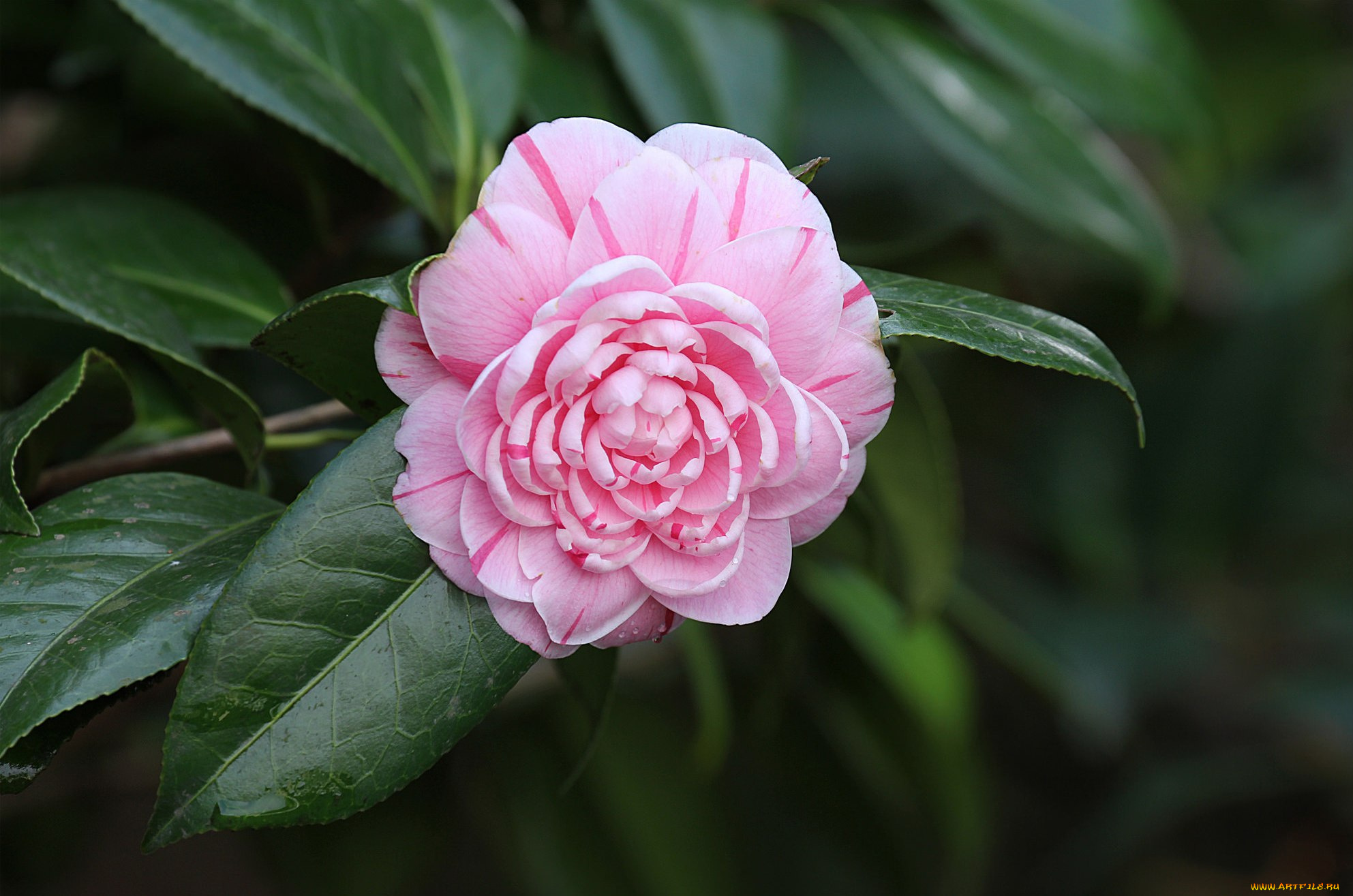 цветы, камелии, цветение, кустарник, листья, бутон, камелия