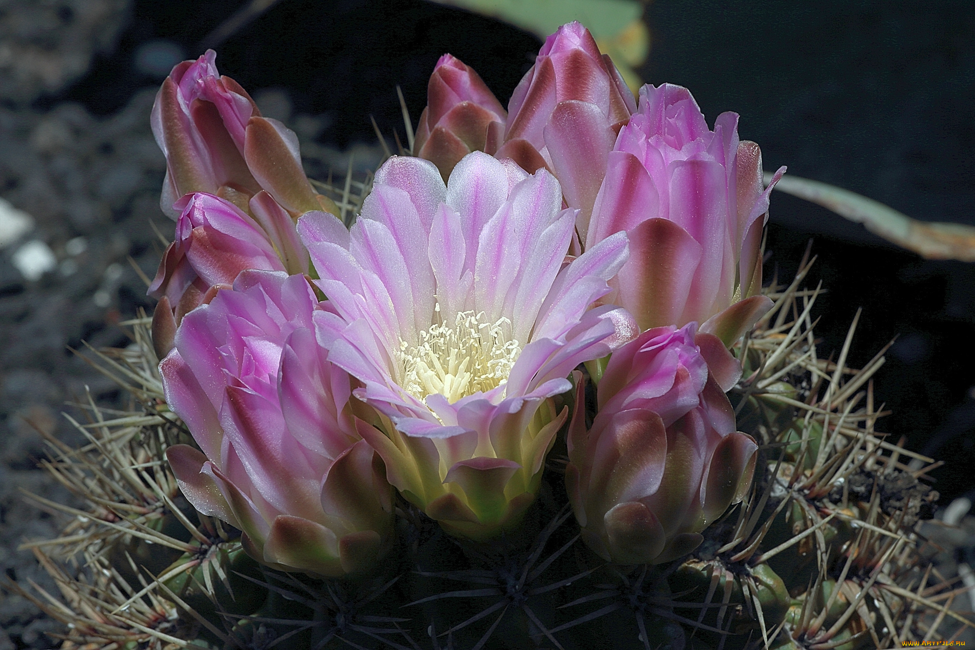 цветы, кактусы, розовые, кактус