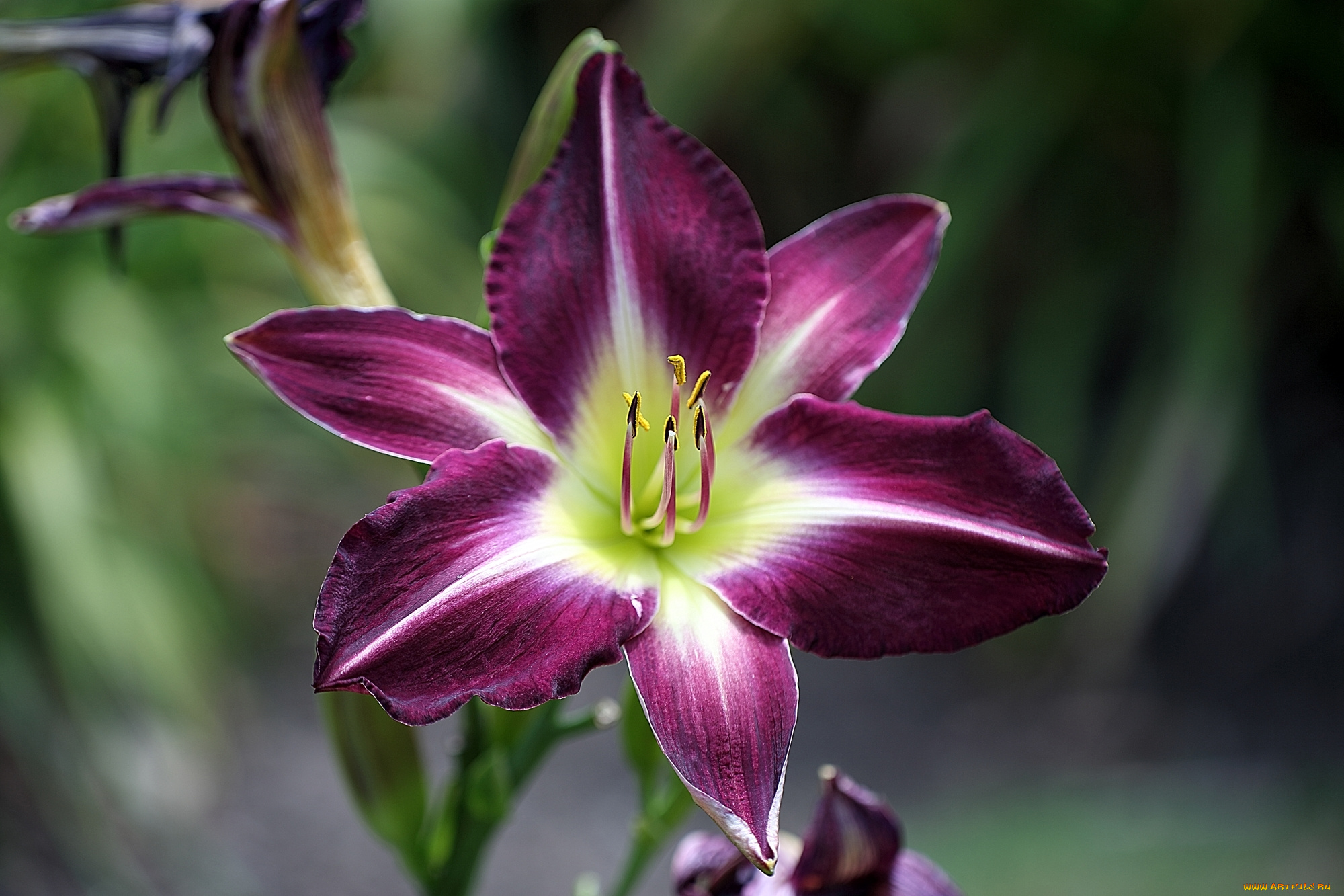 цветы, лилии, , лилейники, тычинки, лепестки, лиллейник, цветок, пурпурный