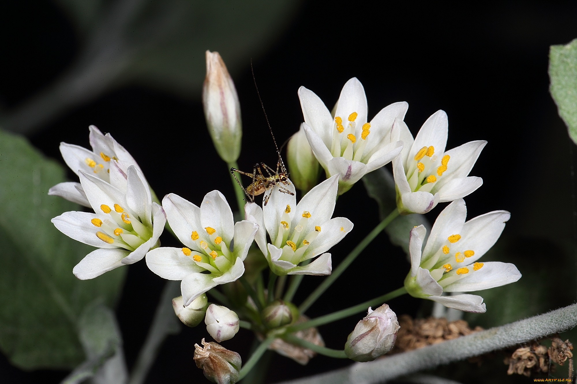 цветы, макро, кузнечик, белые