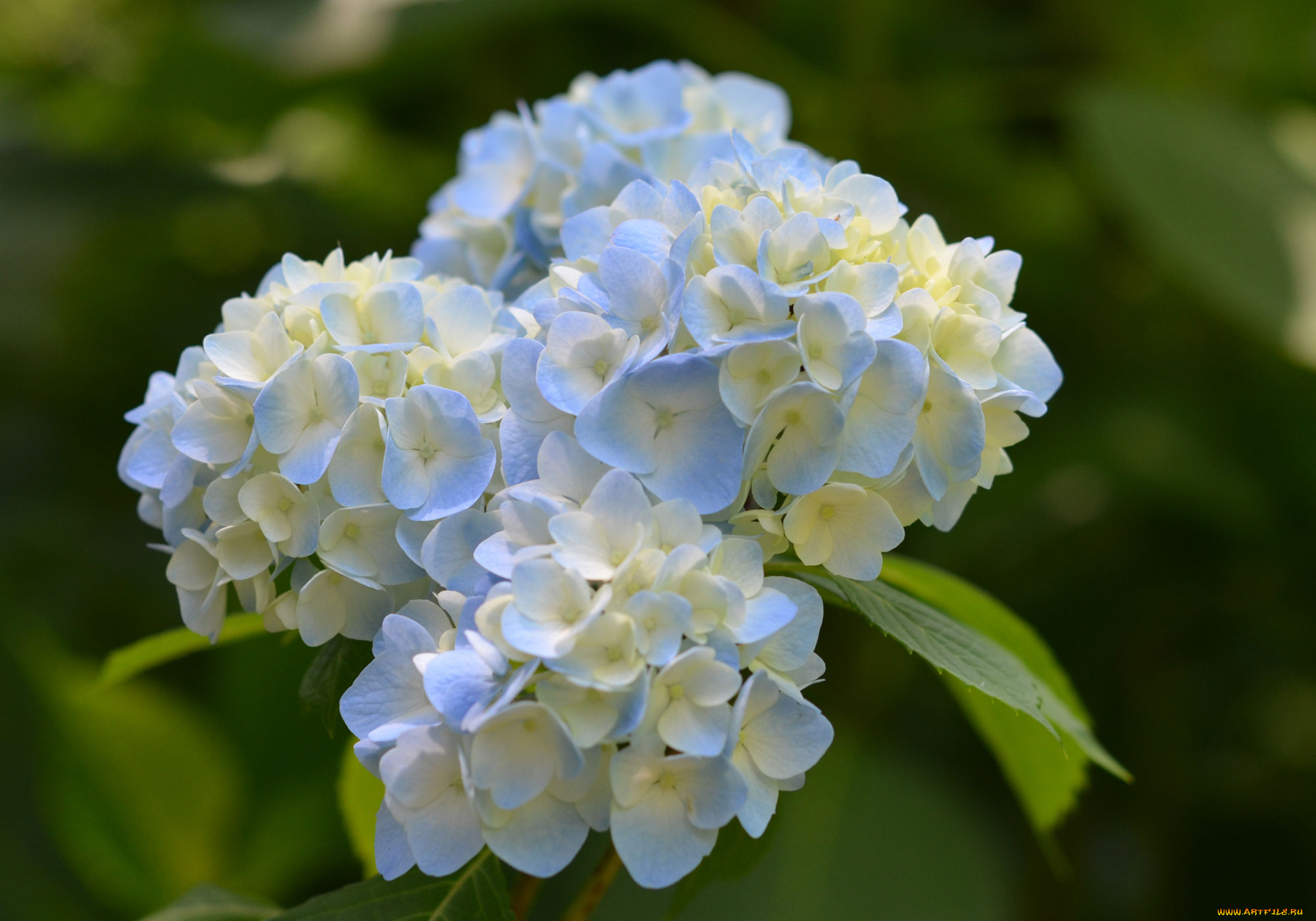 цветы, гортензия, цветение, куст