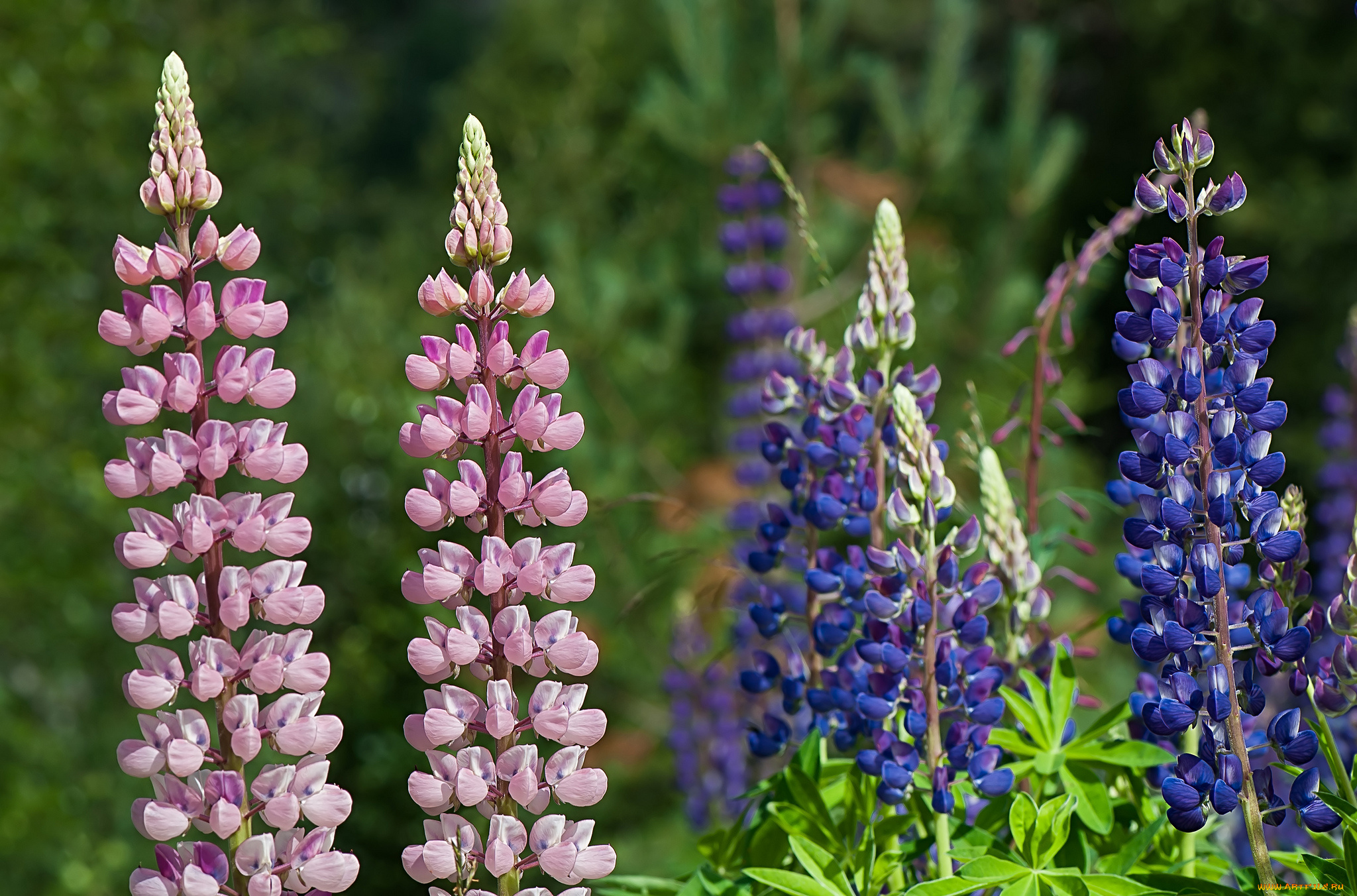цветы, люпин, фиолетовый, розовый, цветки, цветение