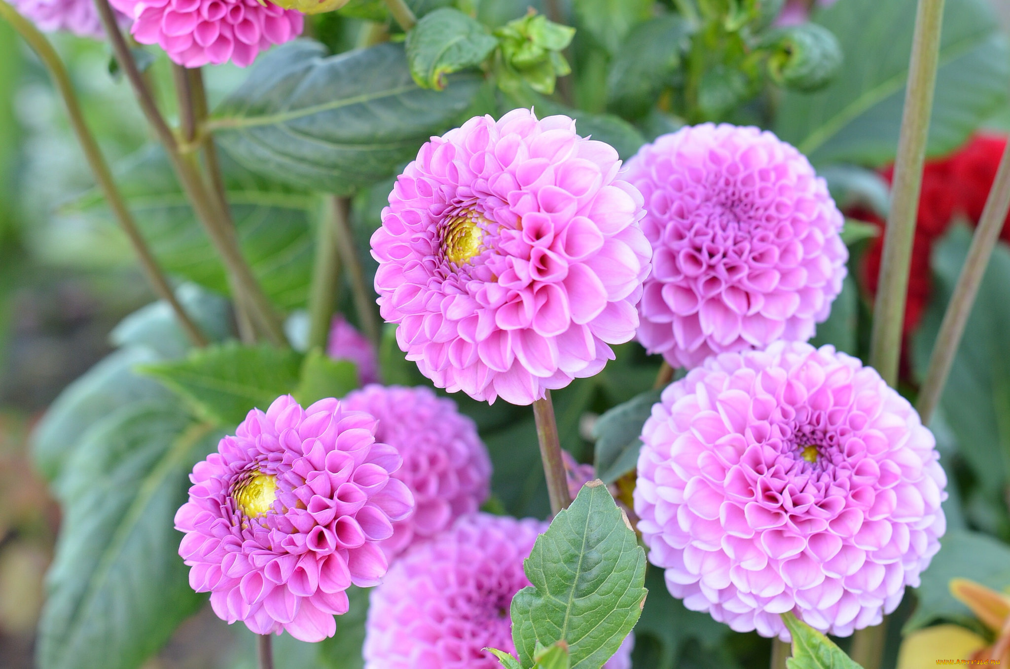 цветы, георгины, розовый, ветка, цветение, георгин, бутоны, лепестки