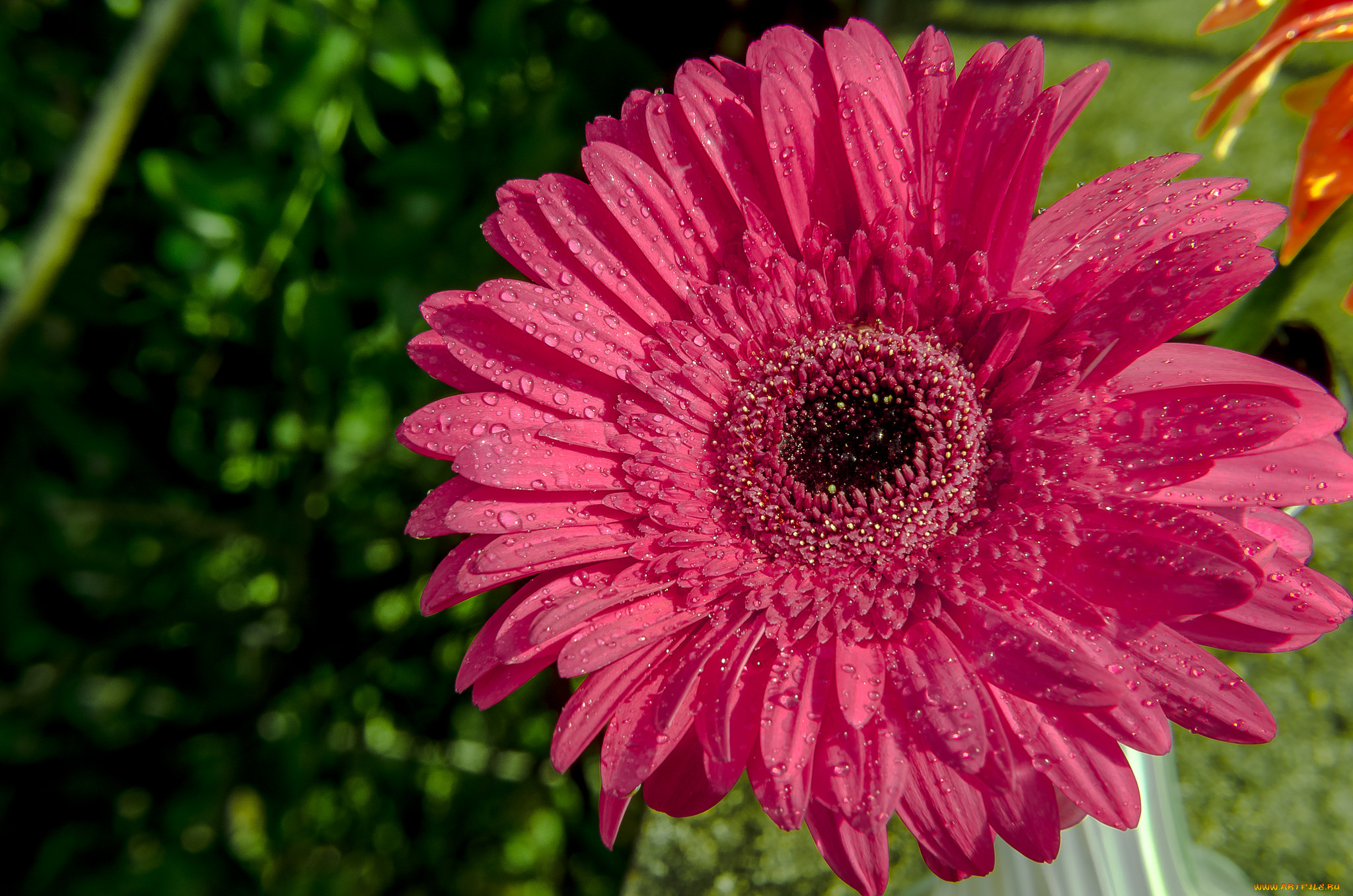 цветы, герберы, цветение, капли, лепестки, розовая, гербера