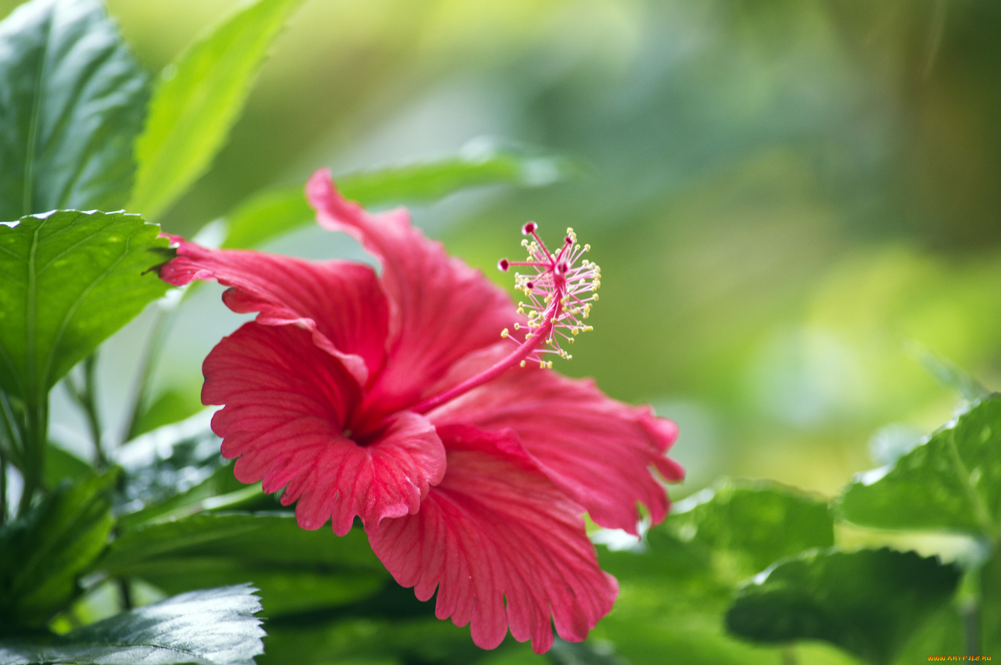 цветы, гибискусы, цветение, красный, листья, ветка, гибискус, цветок