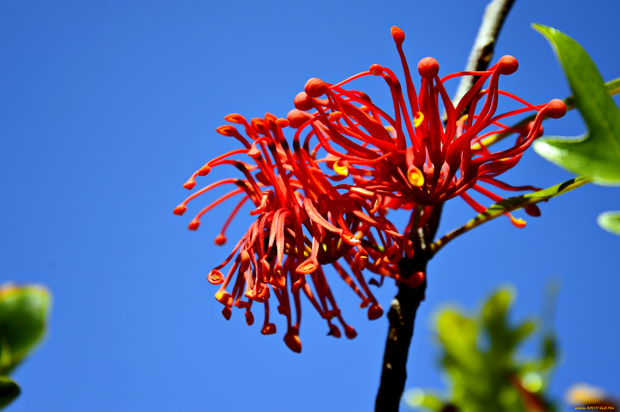 цветы, цветущие, деревья, , , кустарники, голубой, веточка, фон, небо, красные, необычные