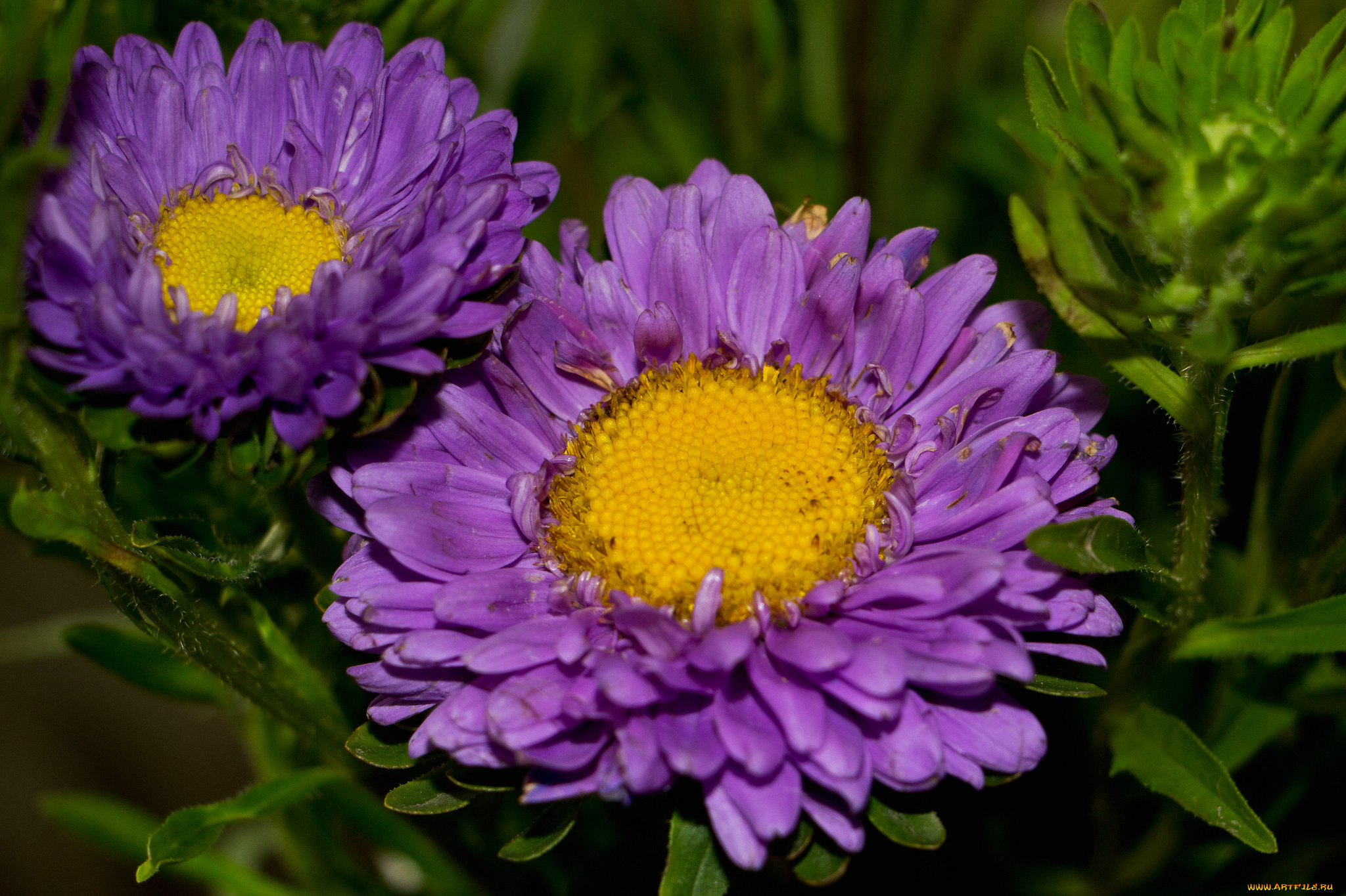 цветы, астры, бутон, лепестки, астра, bloom, colorful, сиреневая, tulips, flowers, and, many, цветение