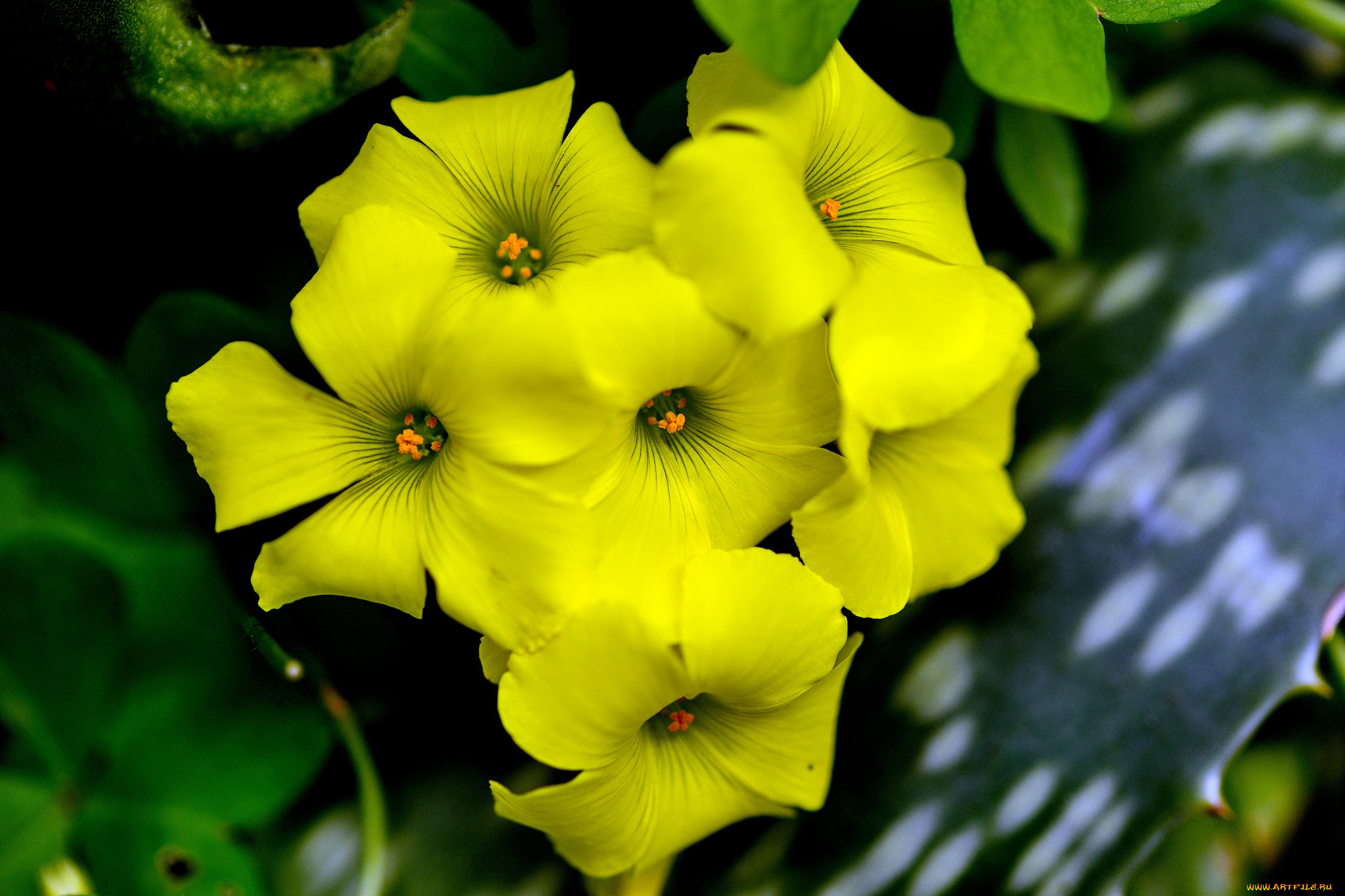 цветы, фон, макро, жёлтые