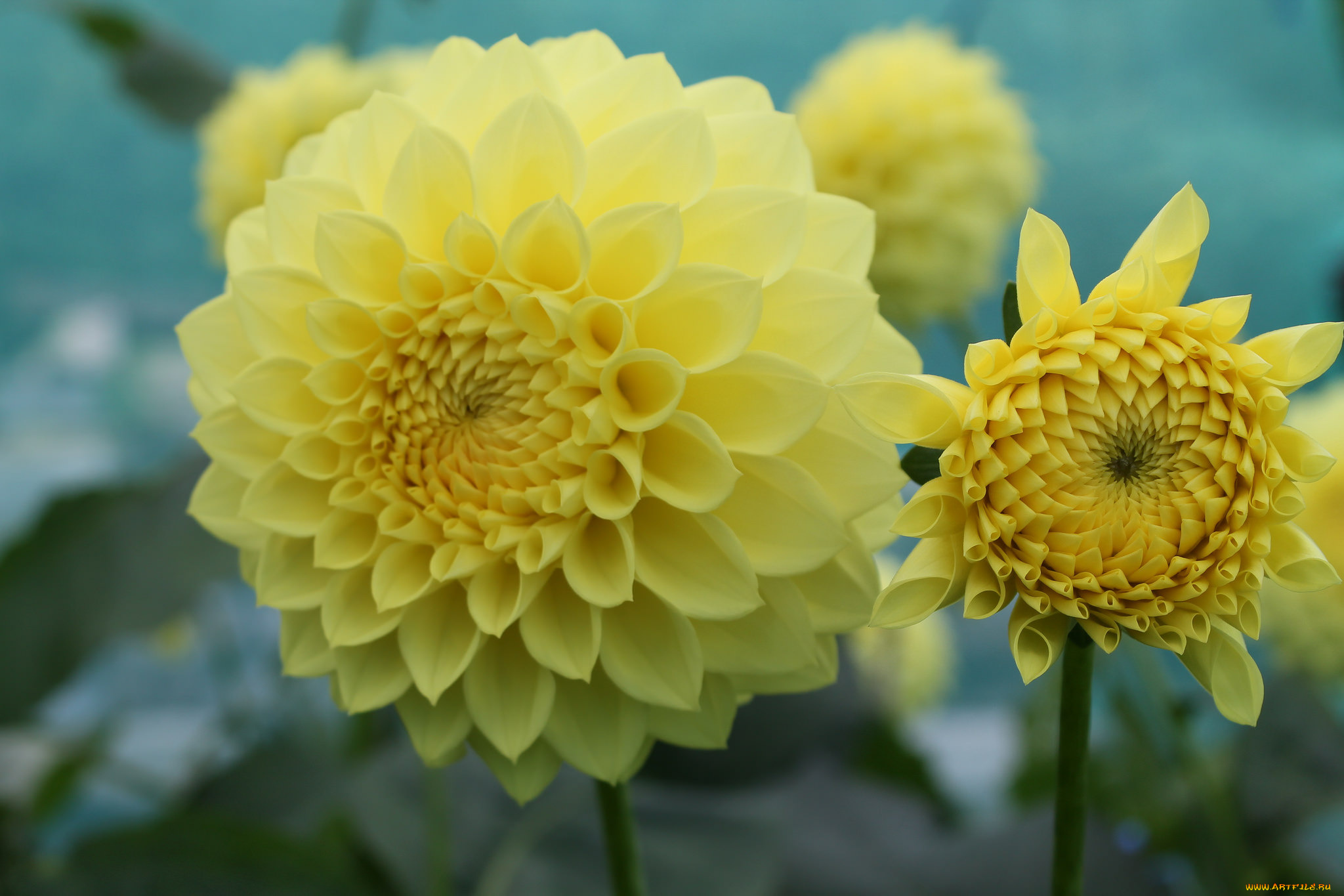 цветы, георгины, георгин, цветение, лепестки, цветок, желтый