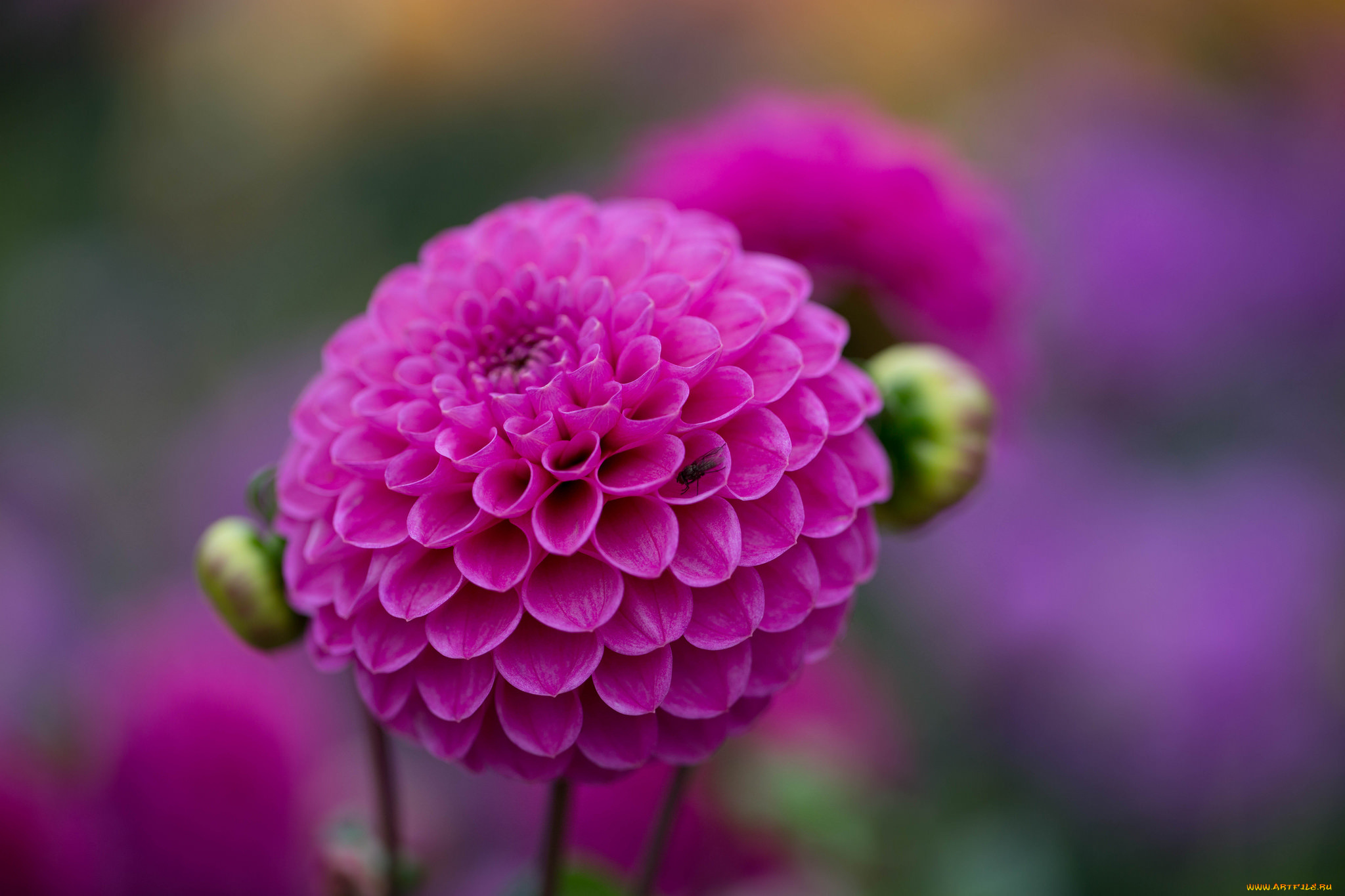 цветы, георгины, георгин, цветок, ветка, бутон, цветение, алый