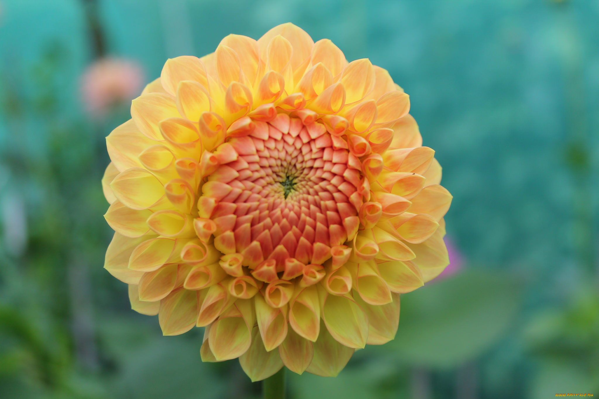 цветы, георгины, лепестки, бутон, цветок, цветение, желтый, георгин