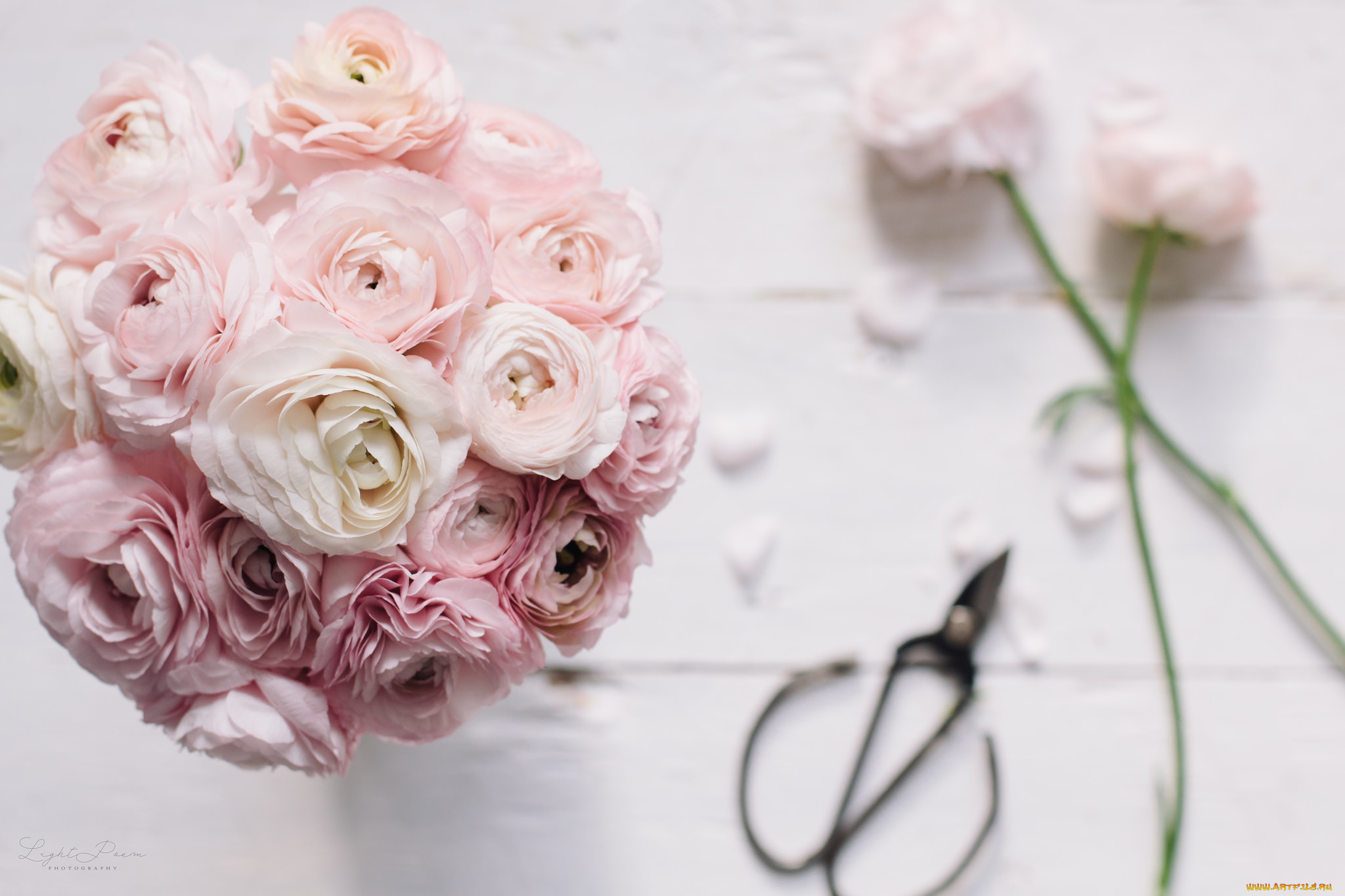 цветы, ранункулюс, , азиатский, лютик, азиатский, лютик, букет, ножницы, бутоны, лепестки