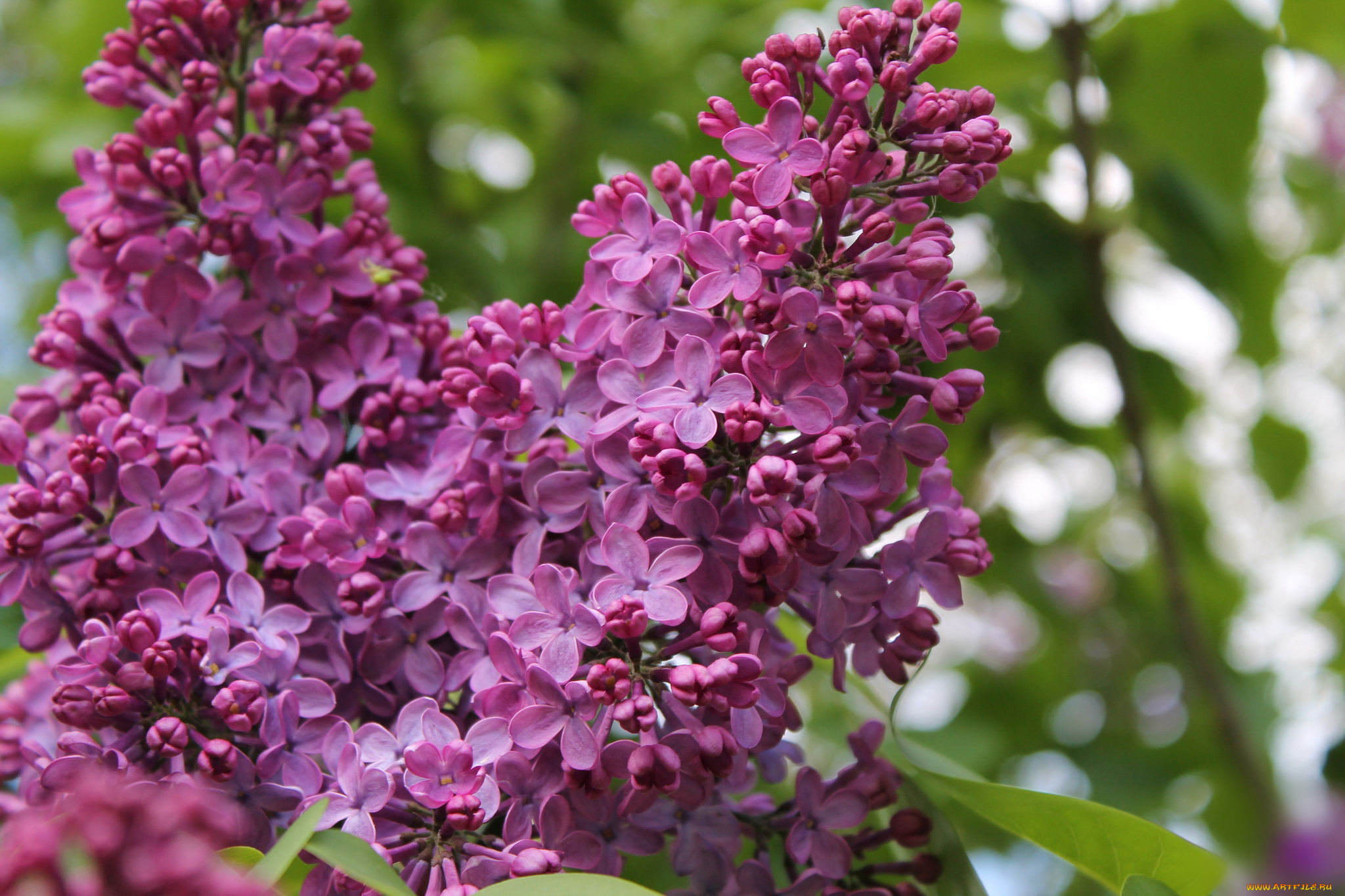 цветы, сирень, ветка, лепестки, цветение