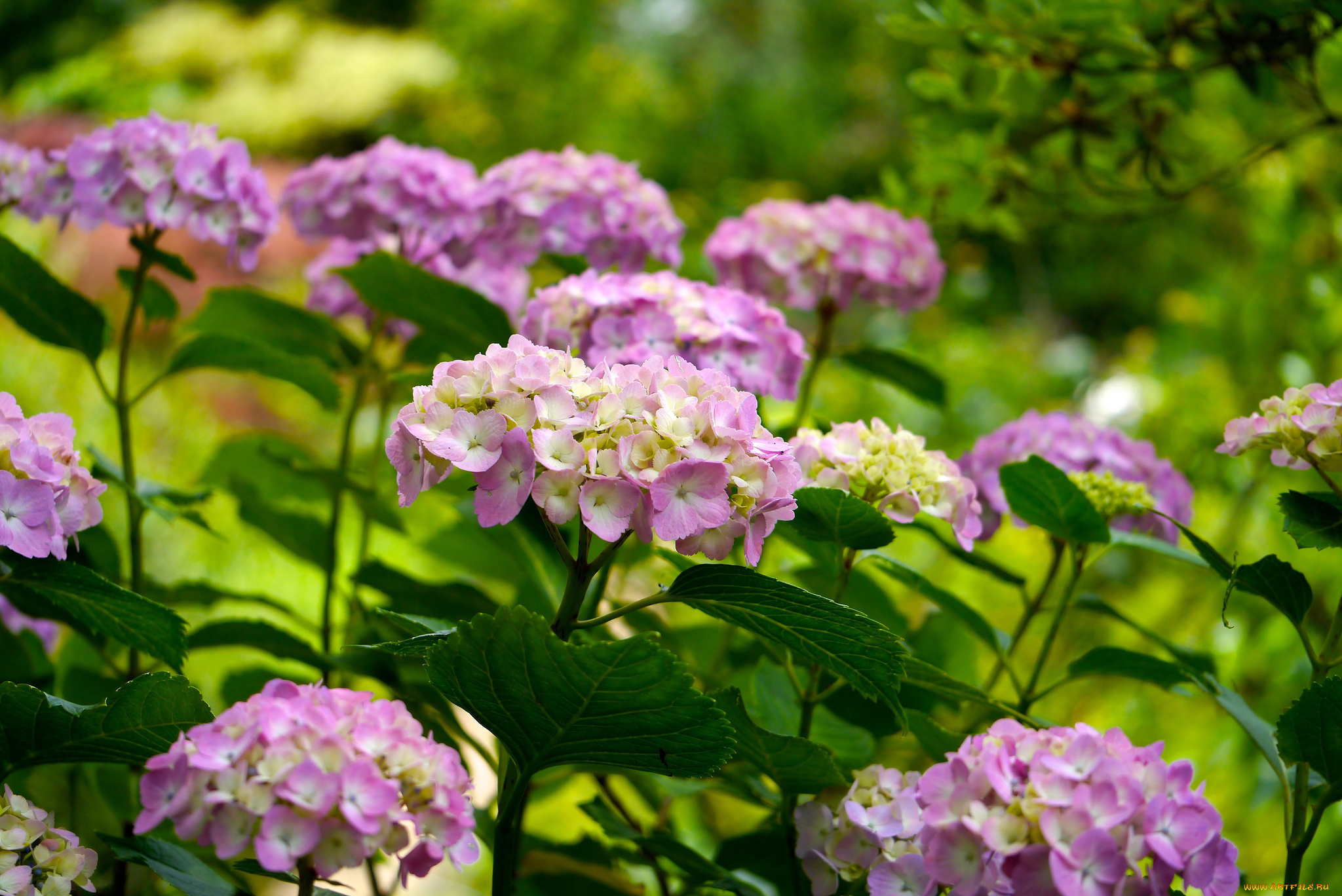 цветы, гортензия, листья, лепестки, куст, цветение