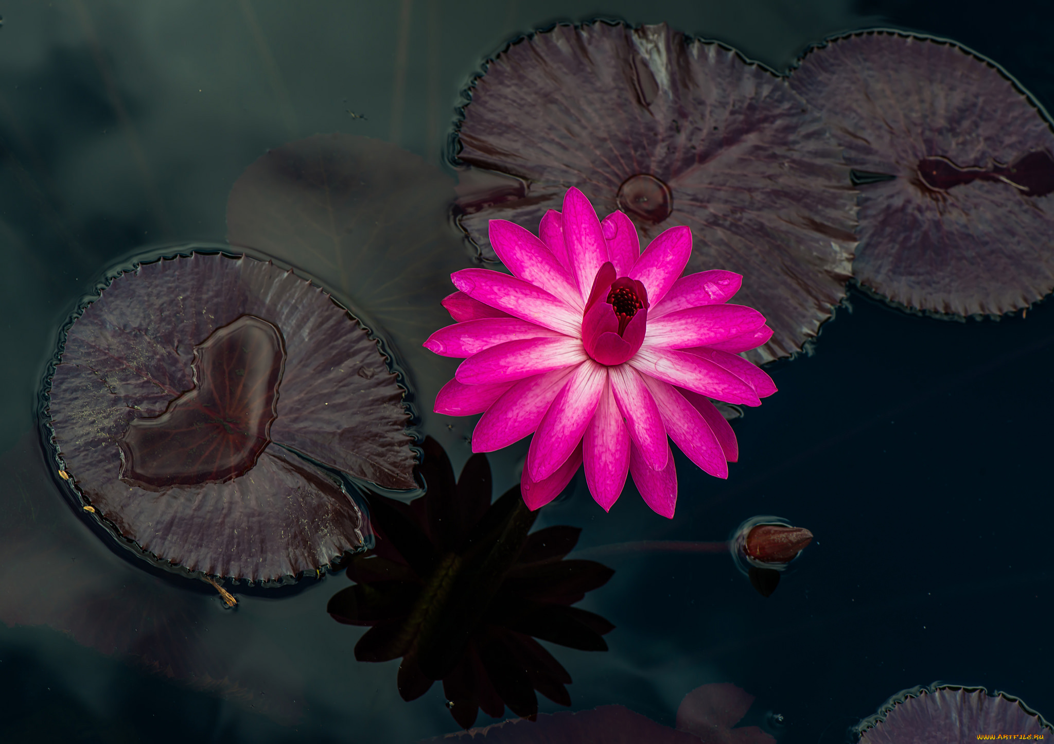 цветы, лилии, водяные, , нимфеи, , кувшинки, капли, листья, кувшинки, водоем, цветение, лепестки, бутоны, вода