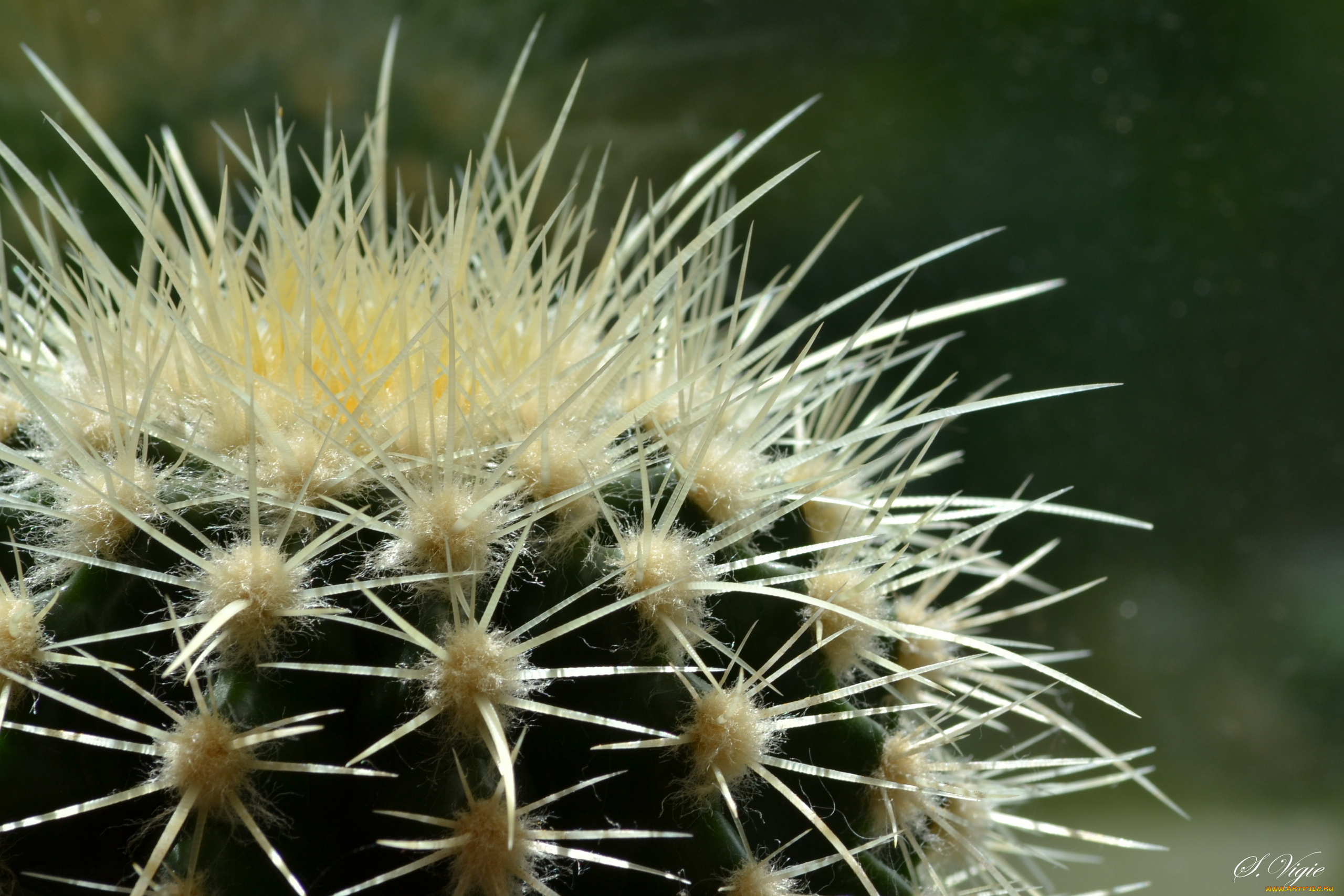 цветы, кактусы, кактус, иголочки, цветок