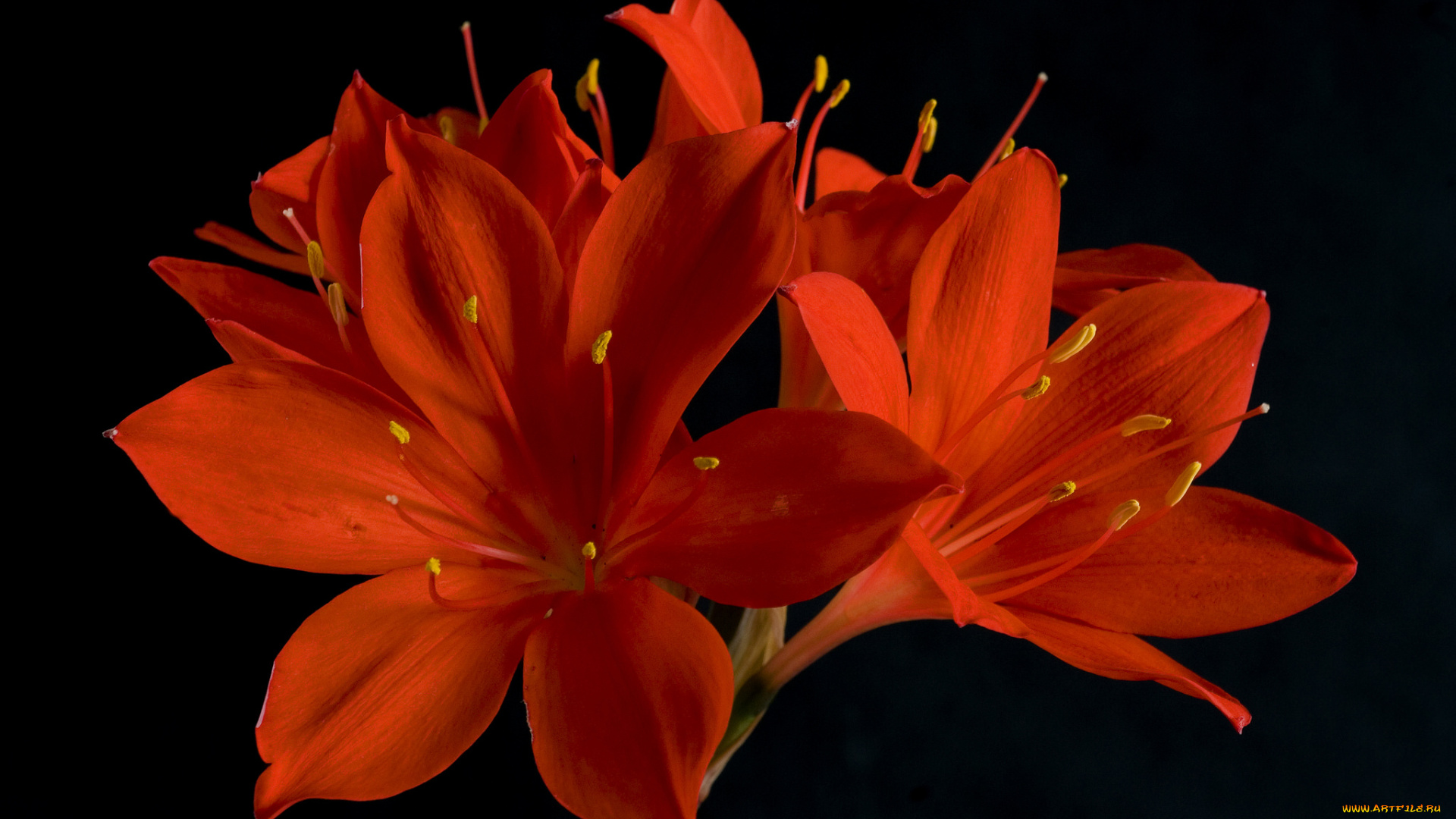 цветы, амариллисы, , гиппеаструмы, аммарилисы, красные, чёрный, фон
