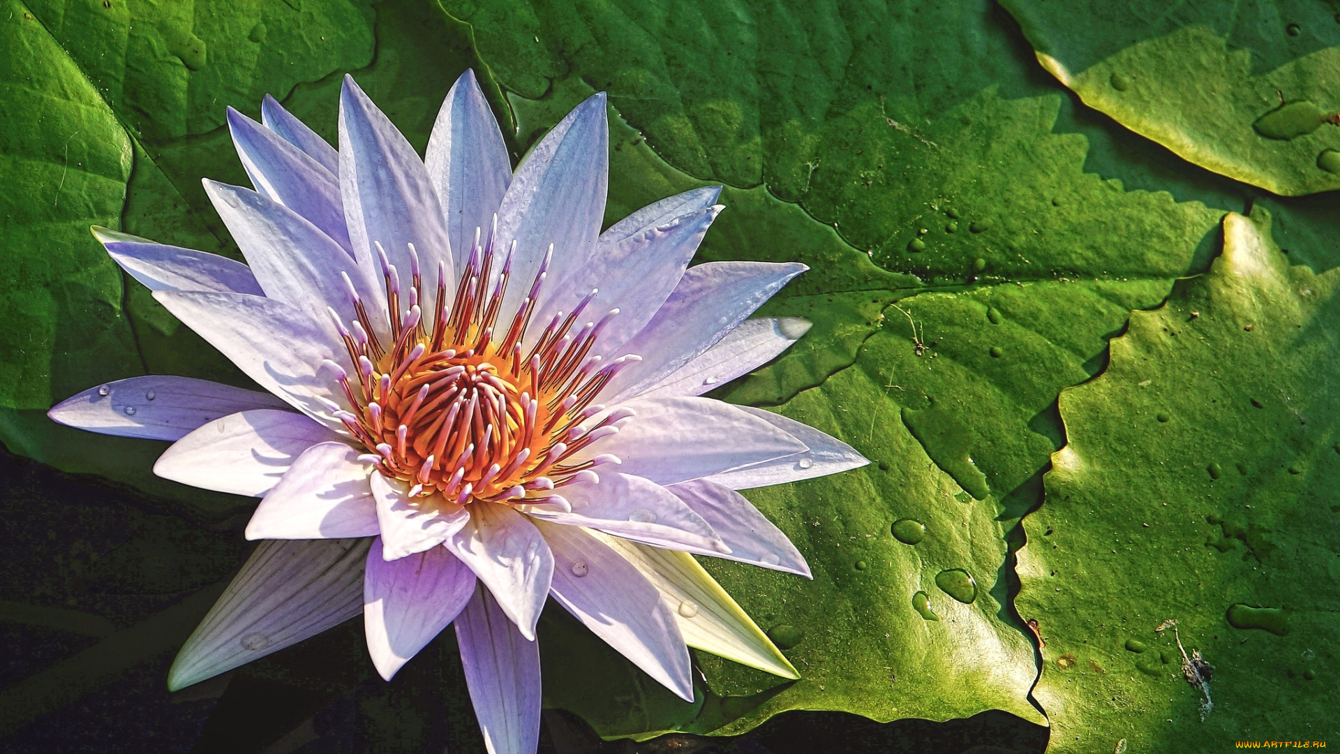 цветы, лилии, водяные, , нимфеи, , кувшинки, капли, лепестки, водяная, лилия, нимфея