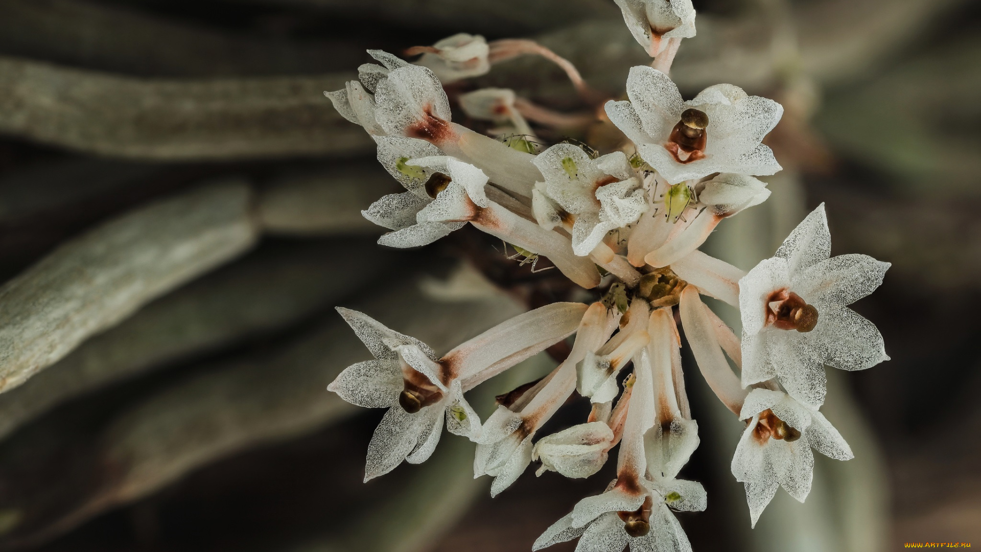 цветы, макро, тля