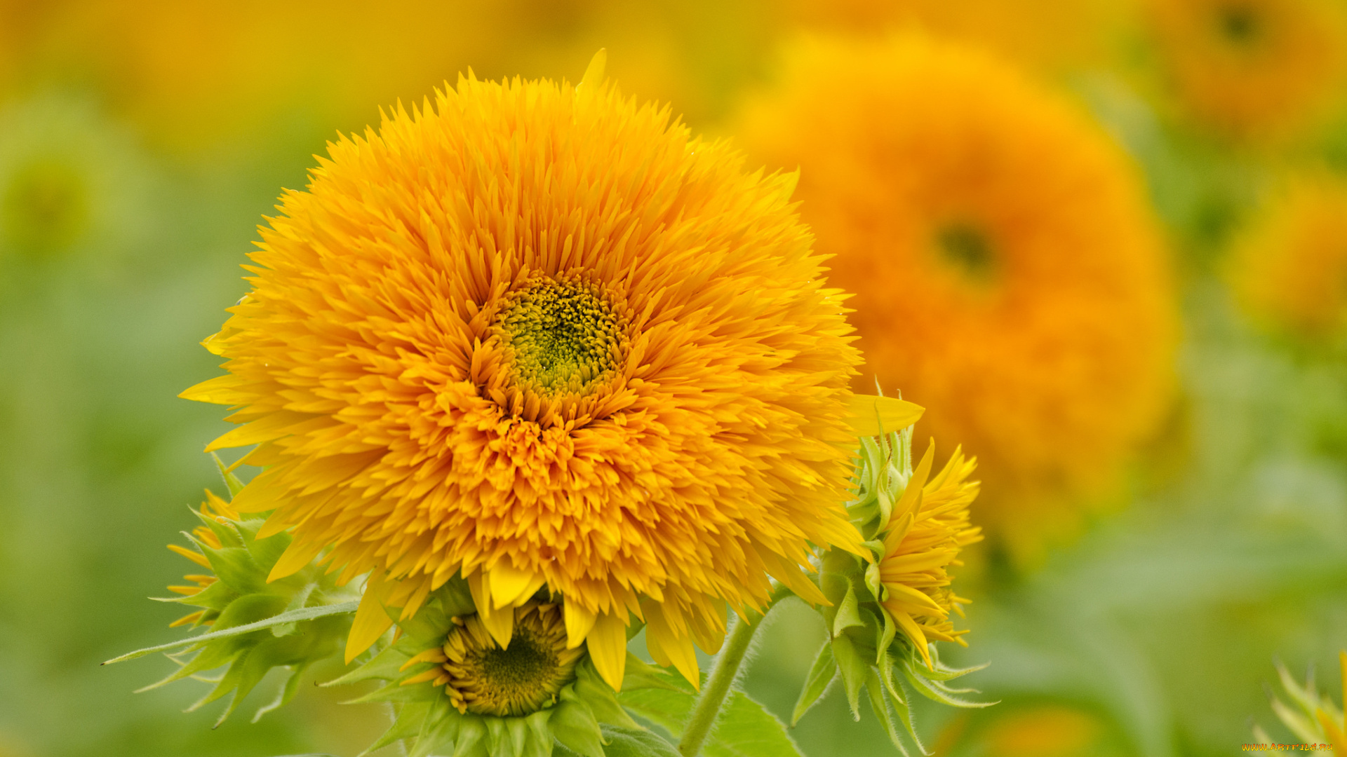 цветы, подсолнухи, подсолнух