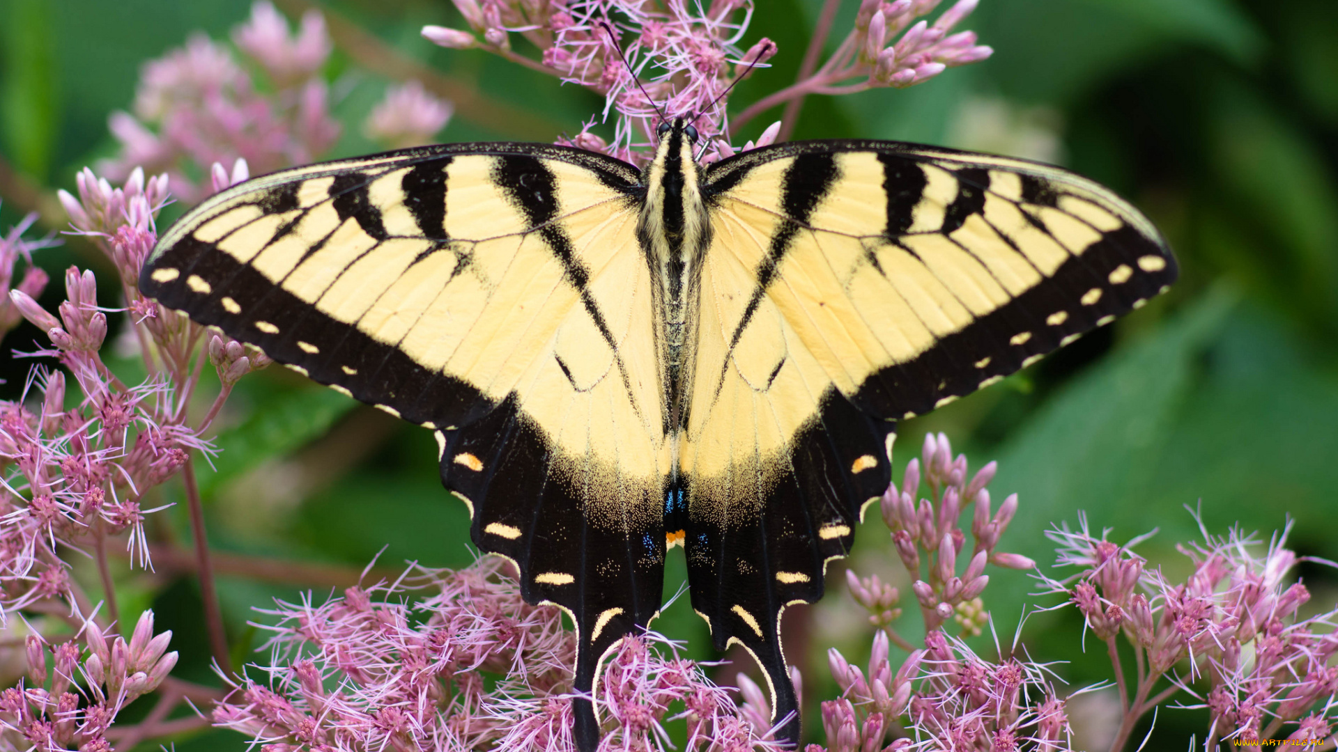 животные, бабочки, , мотыльки, , моли, бабочка