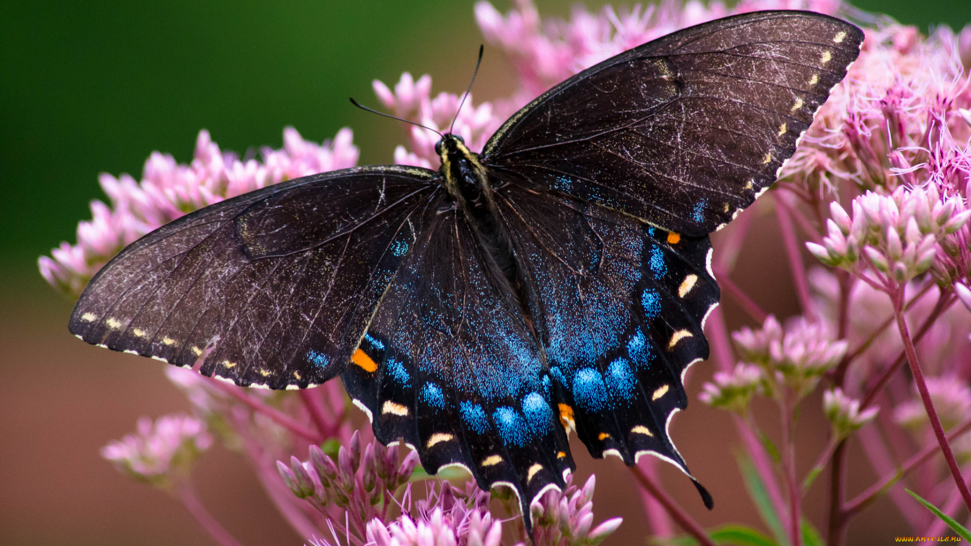 животные, бабочки, , мотыльки, , моли, бабочка