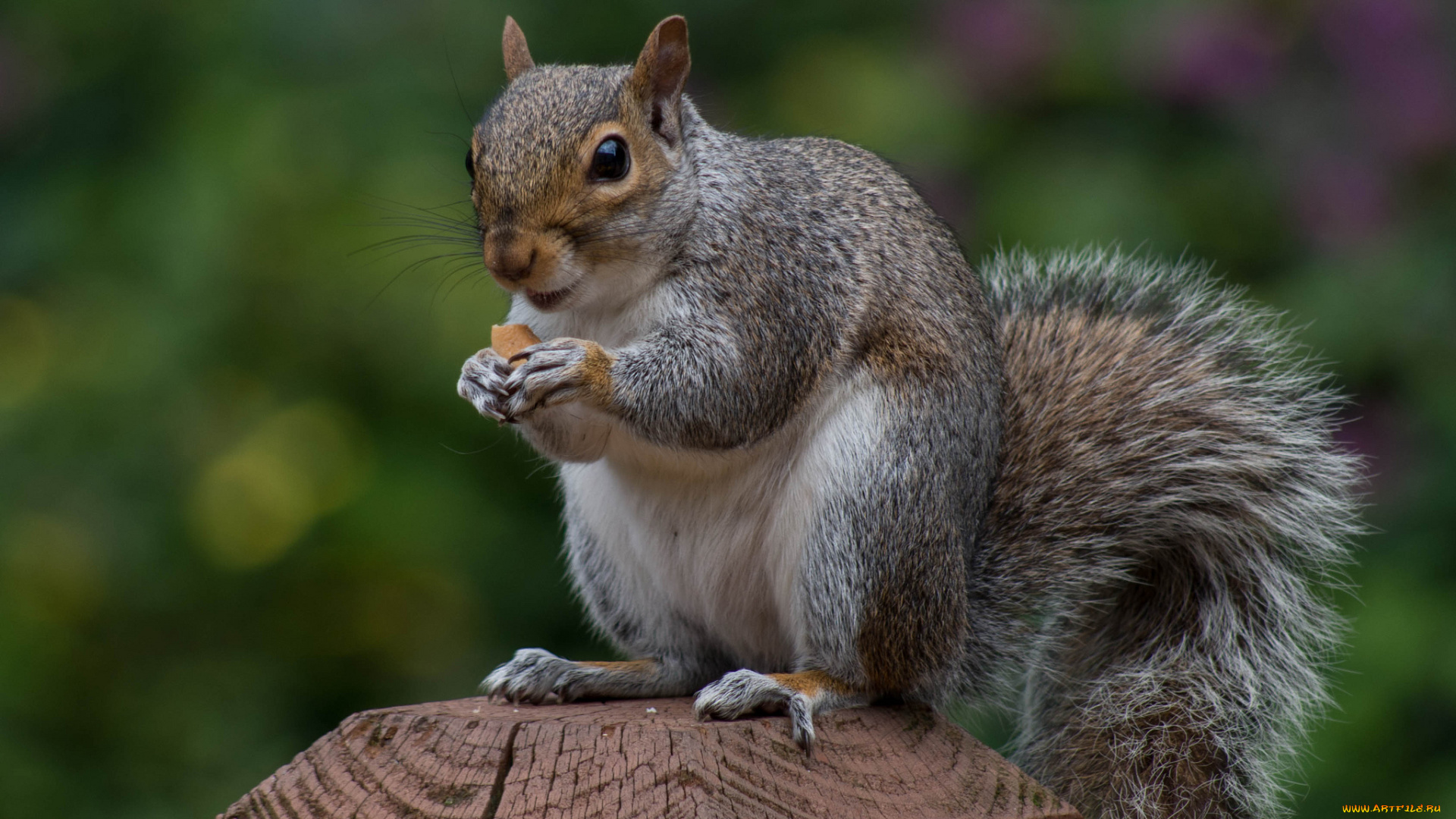 животные, белки, белка