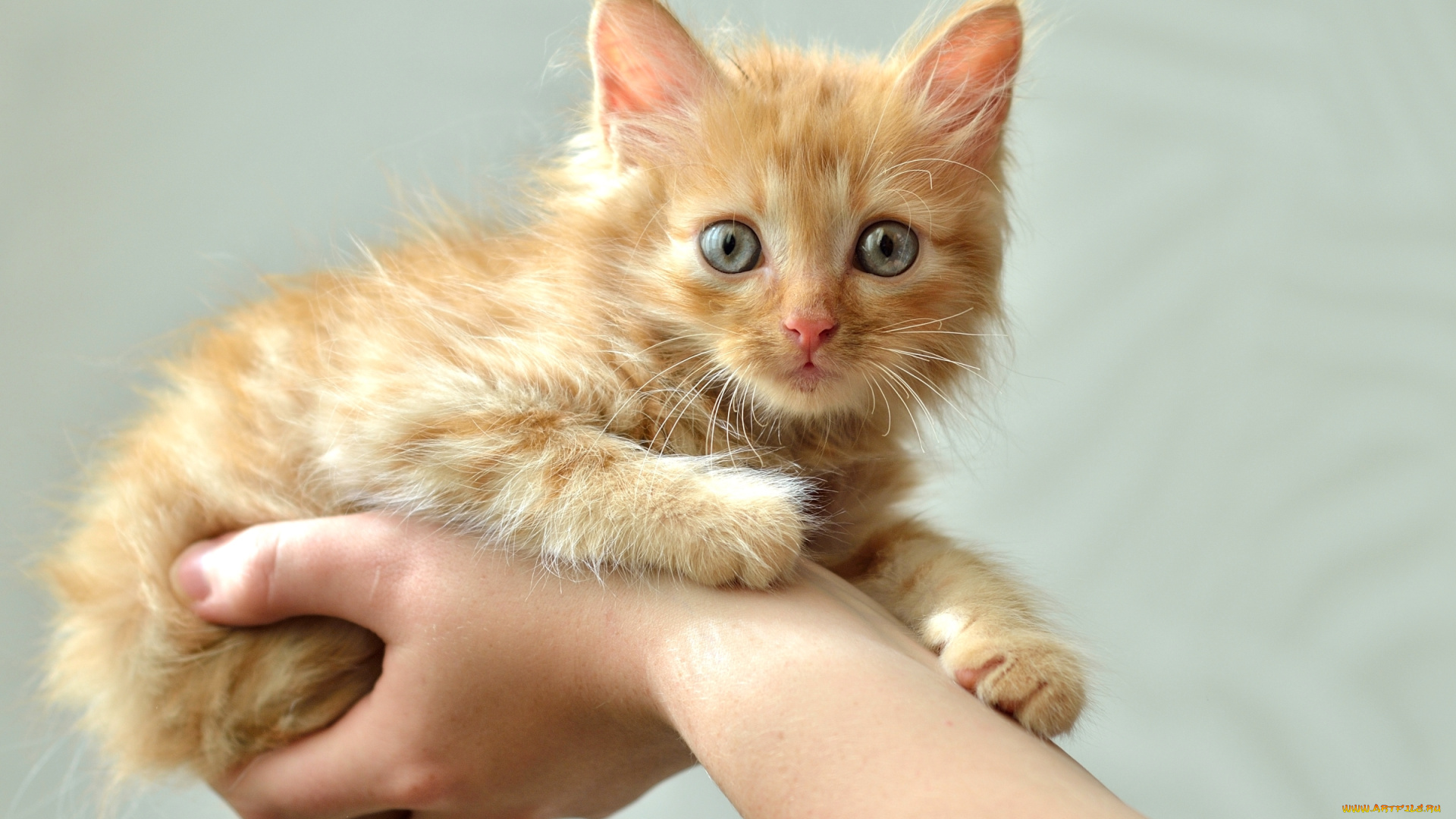 животные, коты, котенок, руки, рыжий