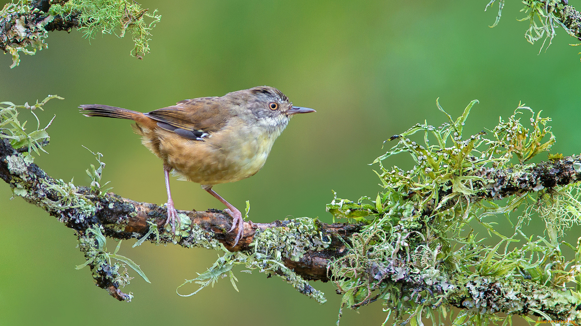 животные, птицы, птичка