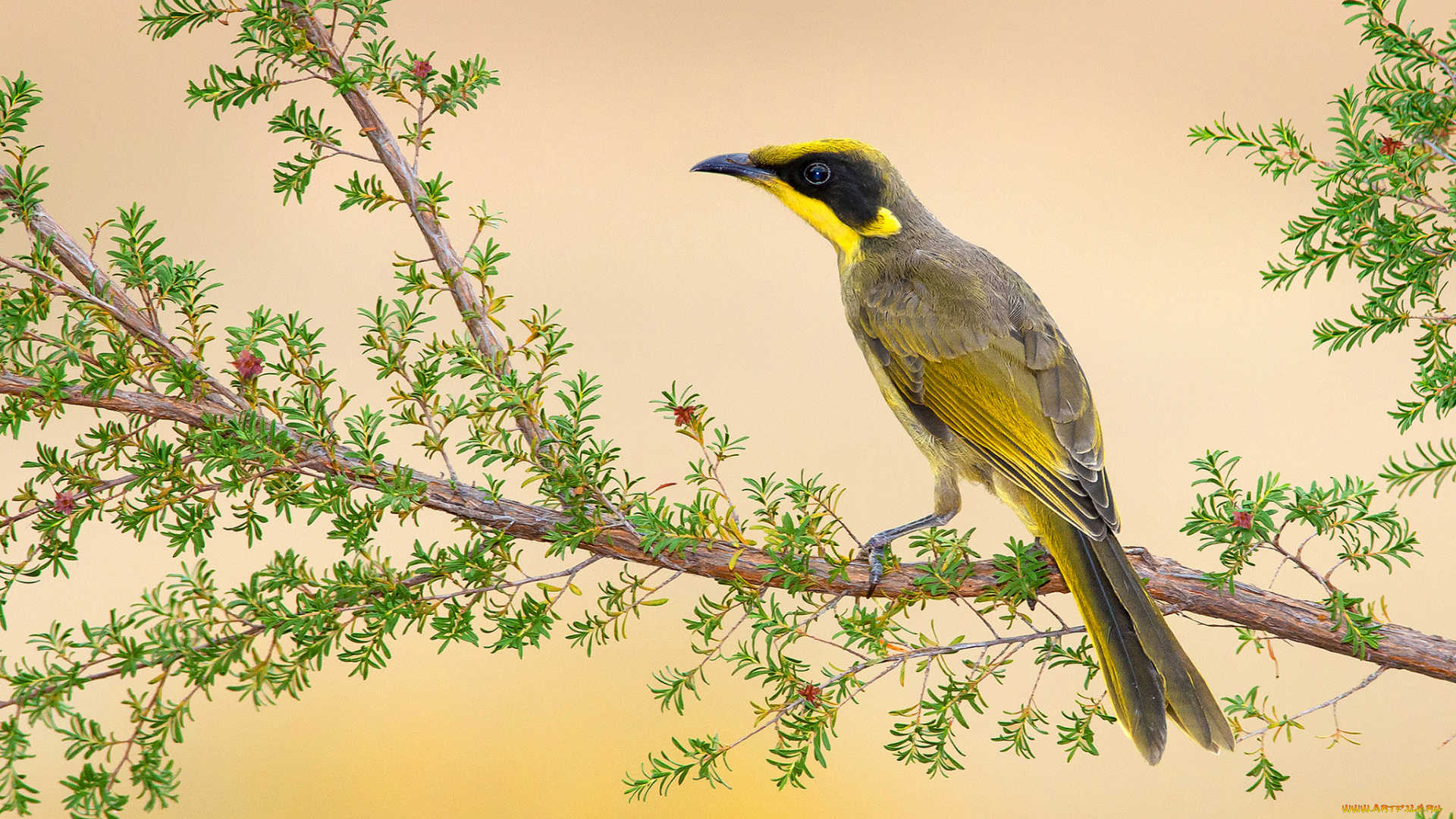 животные, птицы, птичка