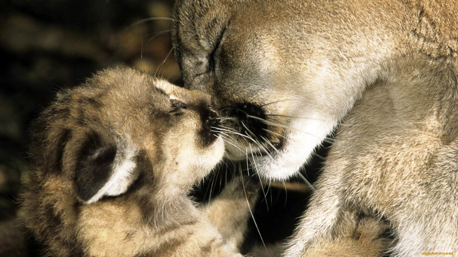 животные, пумы, ласка, детеныш, мать, котенок, кошка