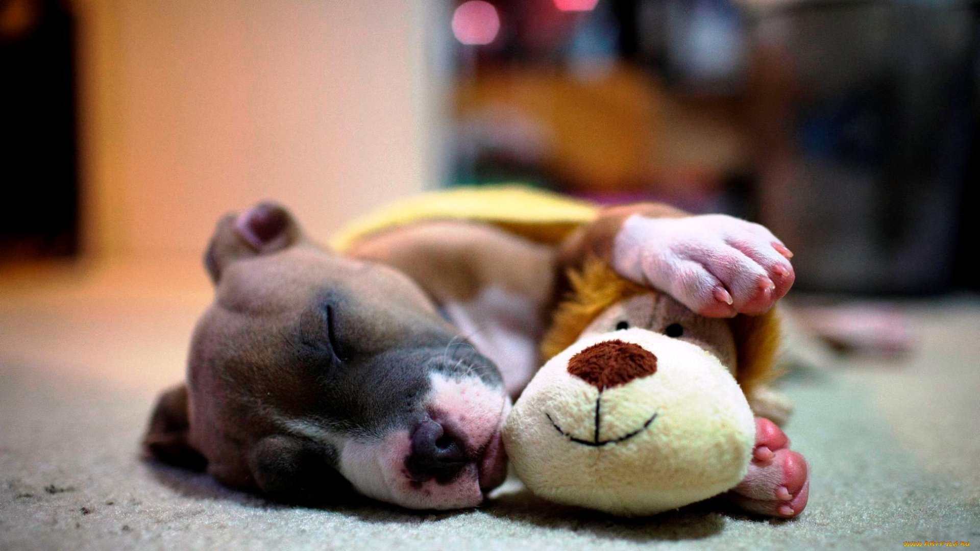 животные, собаки, собака, сон, игрушка, пол, отдых, щенок, пес