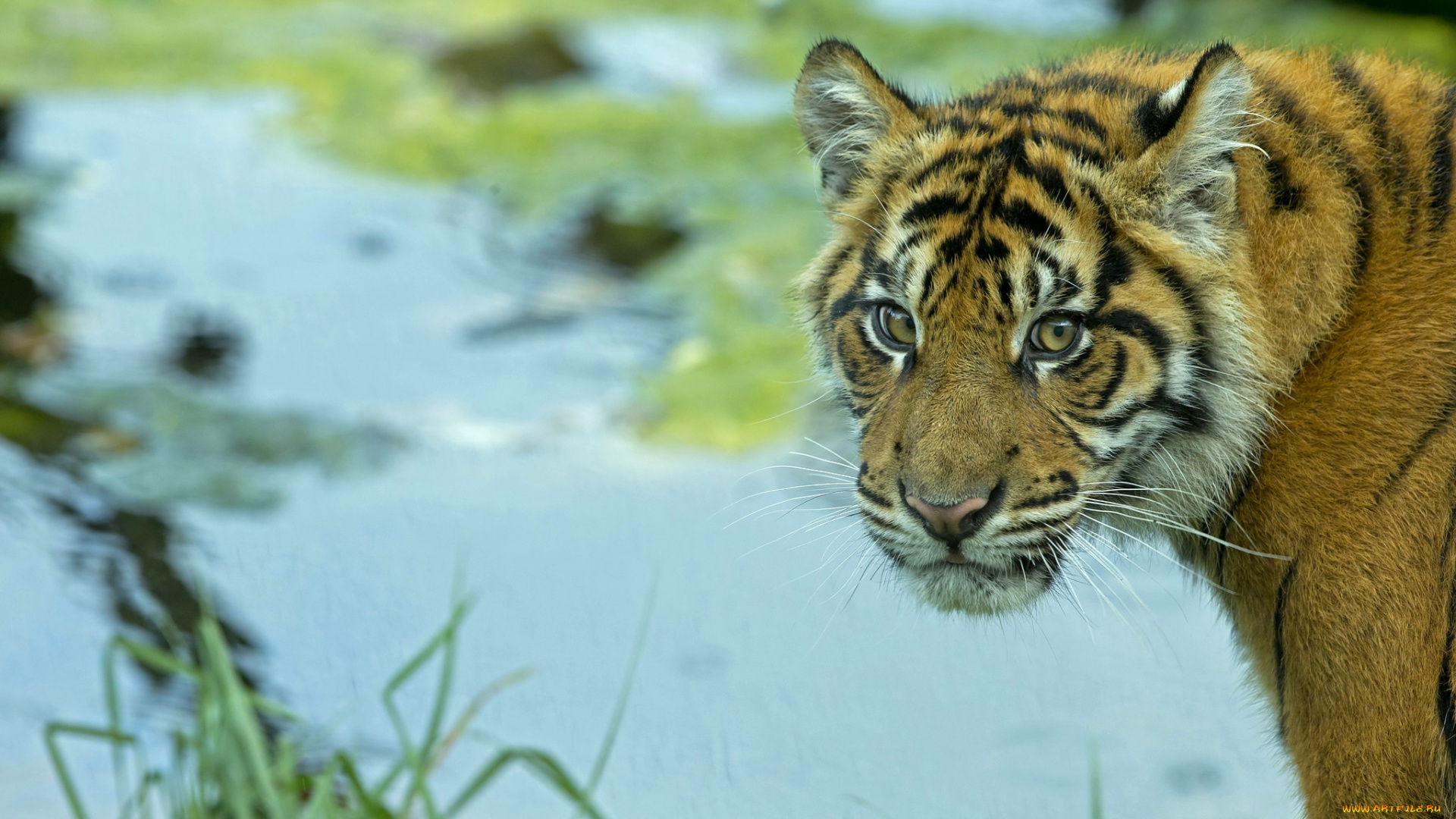 животные, тигры, портрет, тигренок, взгляд, тигр, хищник