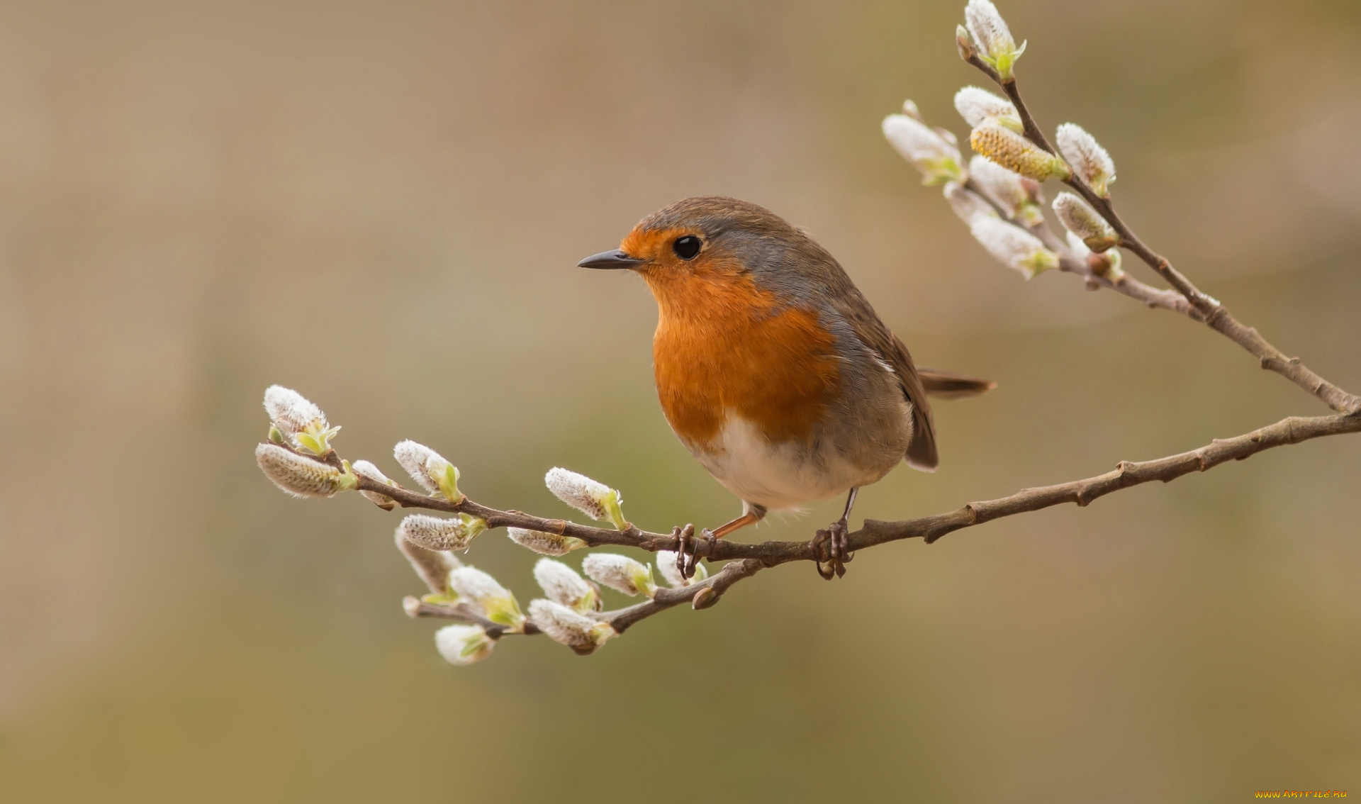 животные, зарянки, , малиновки, перья, ветка, зарянка, птица, верба