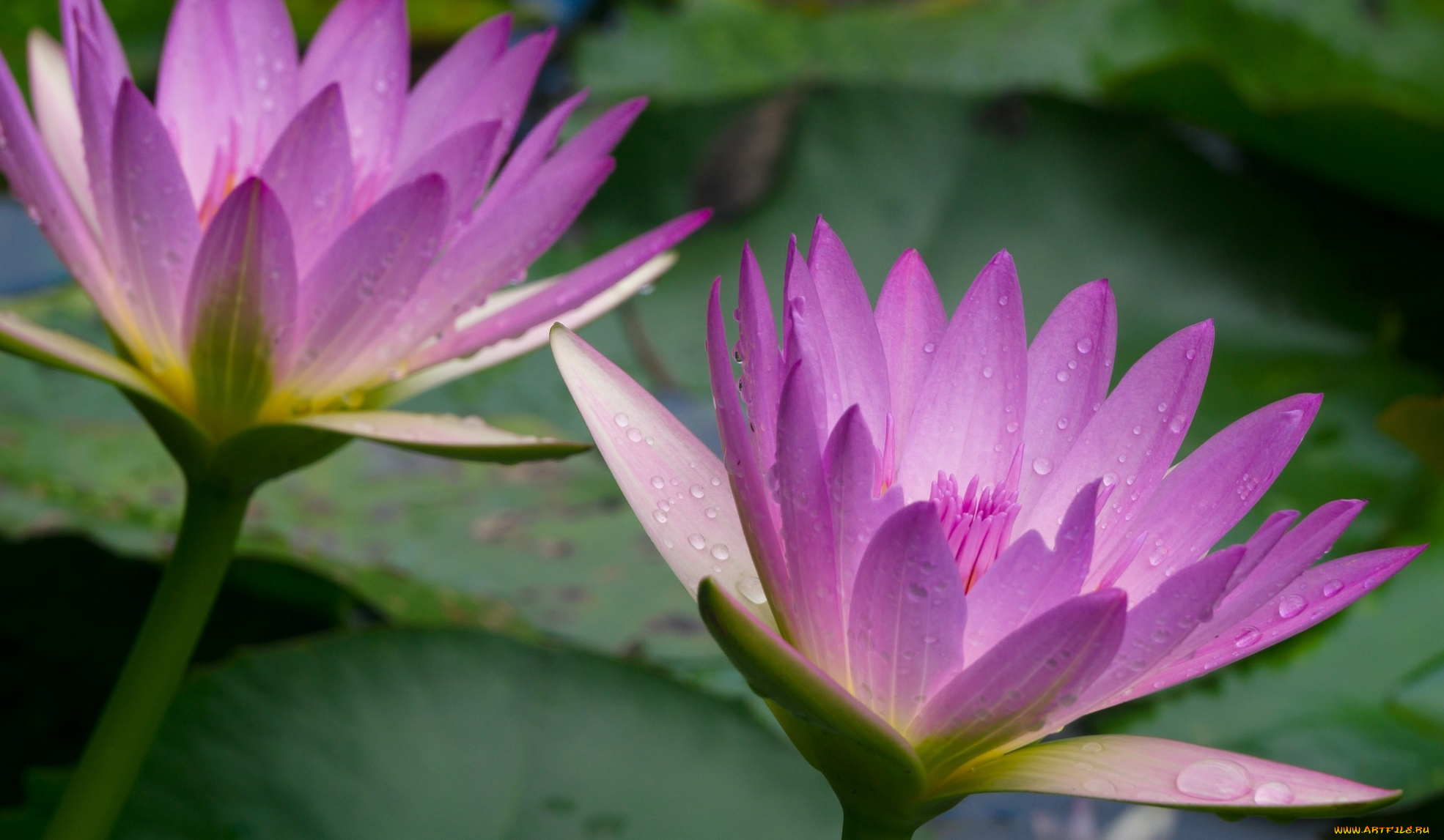 цветы, лилии, водяные, , нимфеи, , кувшинки, капли, макро, сиреневая, лепестки, нимфея, водяная, лилия