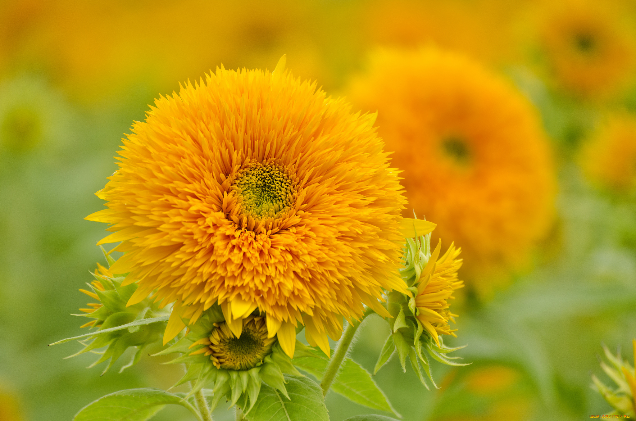 цветы, подсолнухи, подсолнух