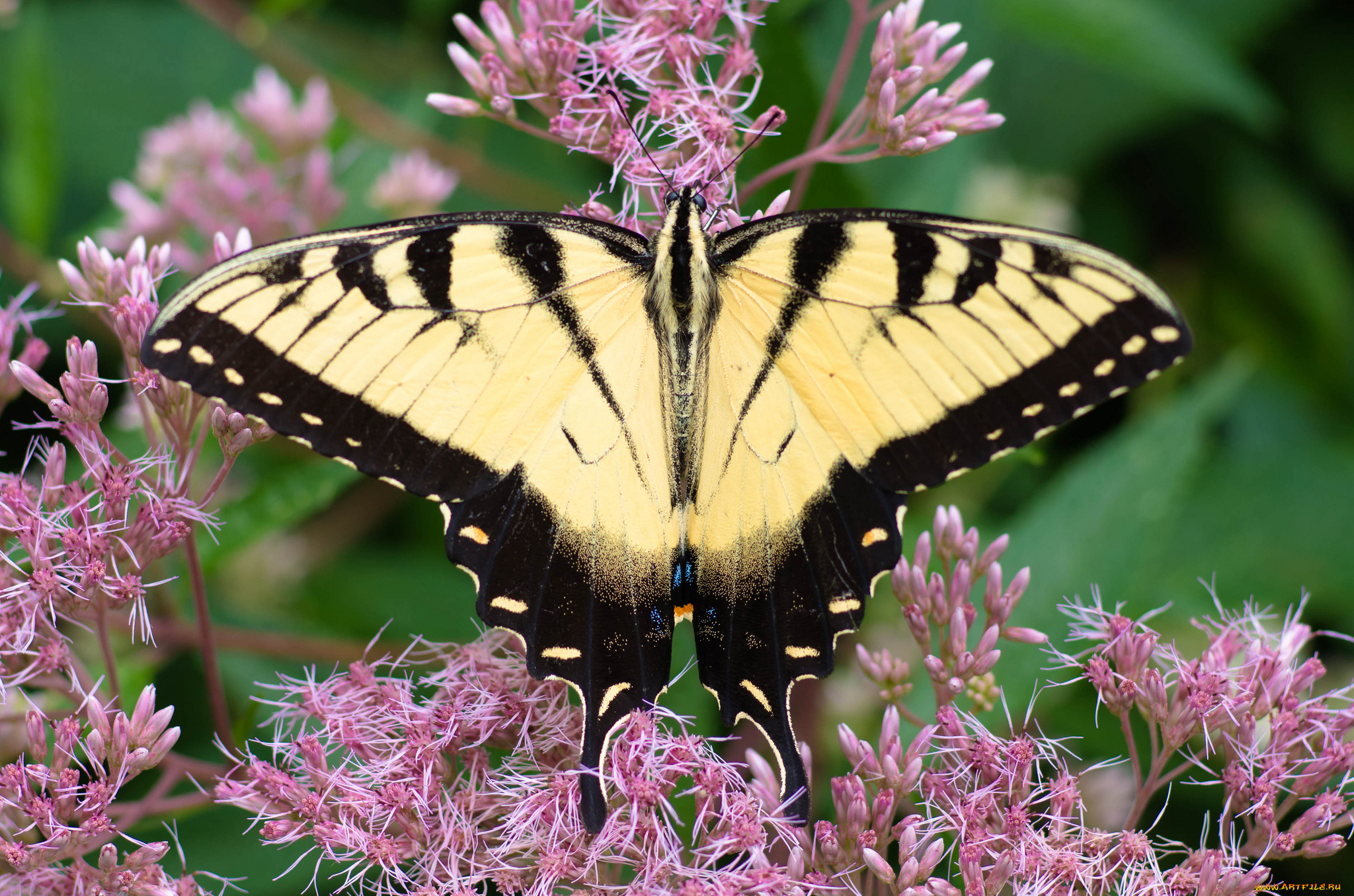 животные, бабочки, , мотыльки, , моли, бабочка