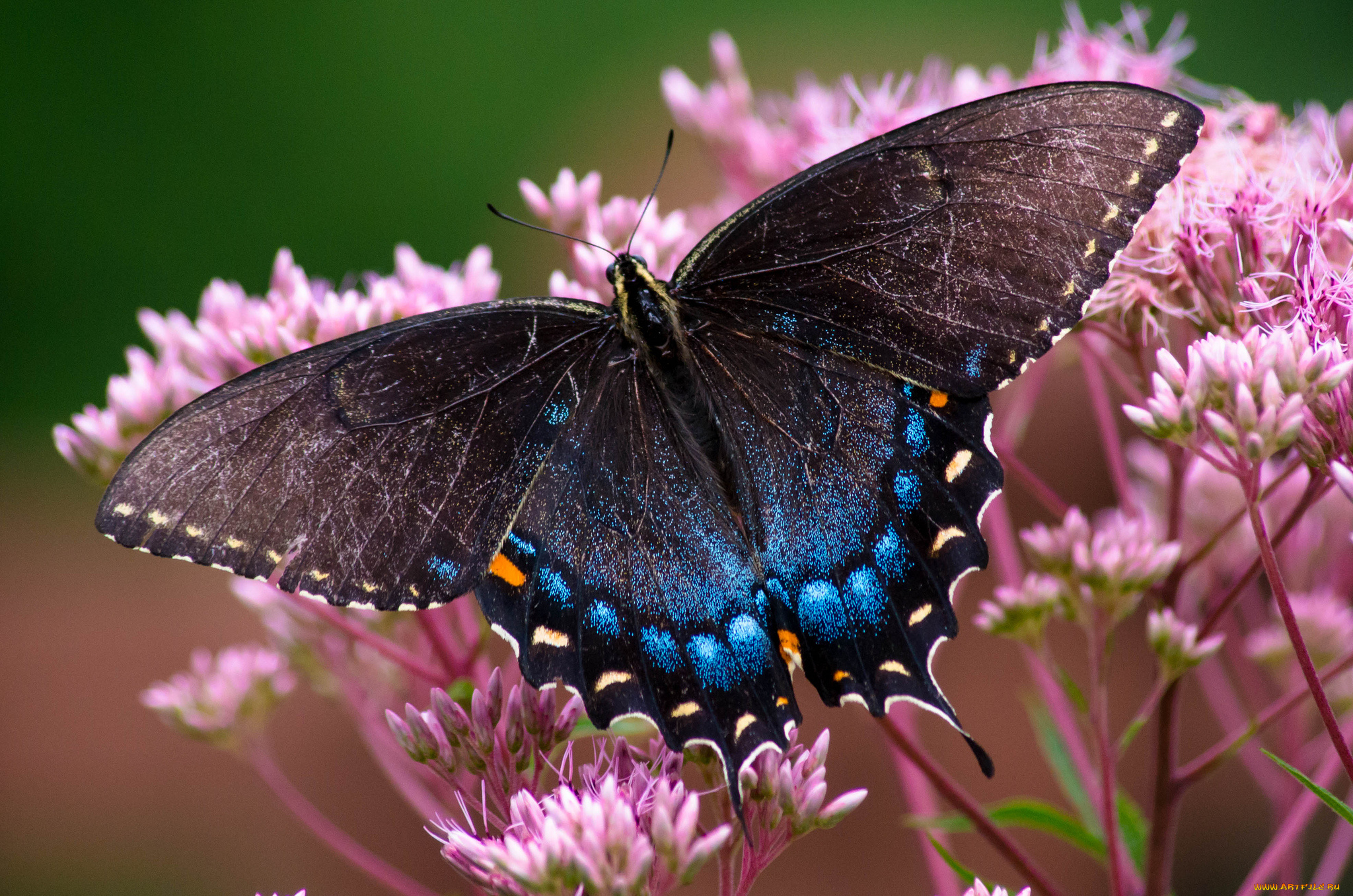 животные, бабочки, , мотыльки, , моли, бабочка
