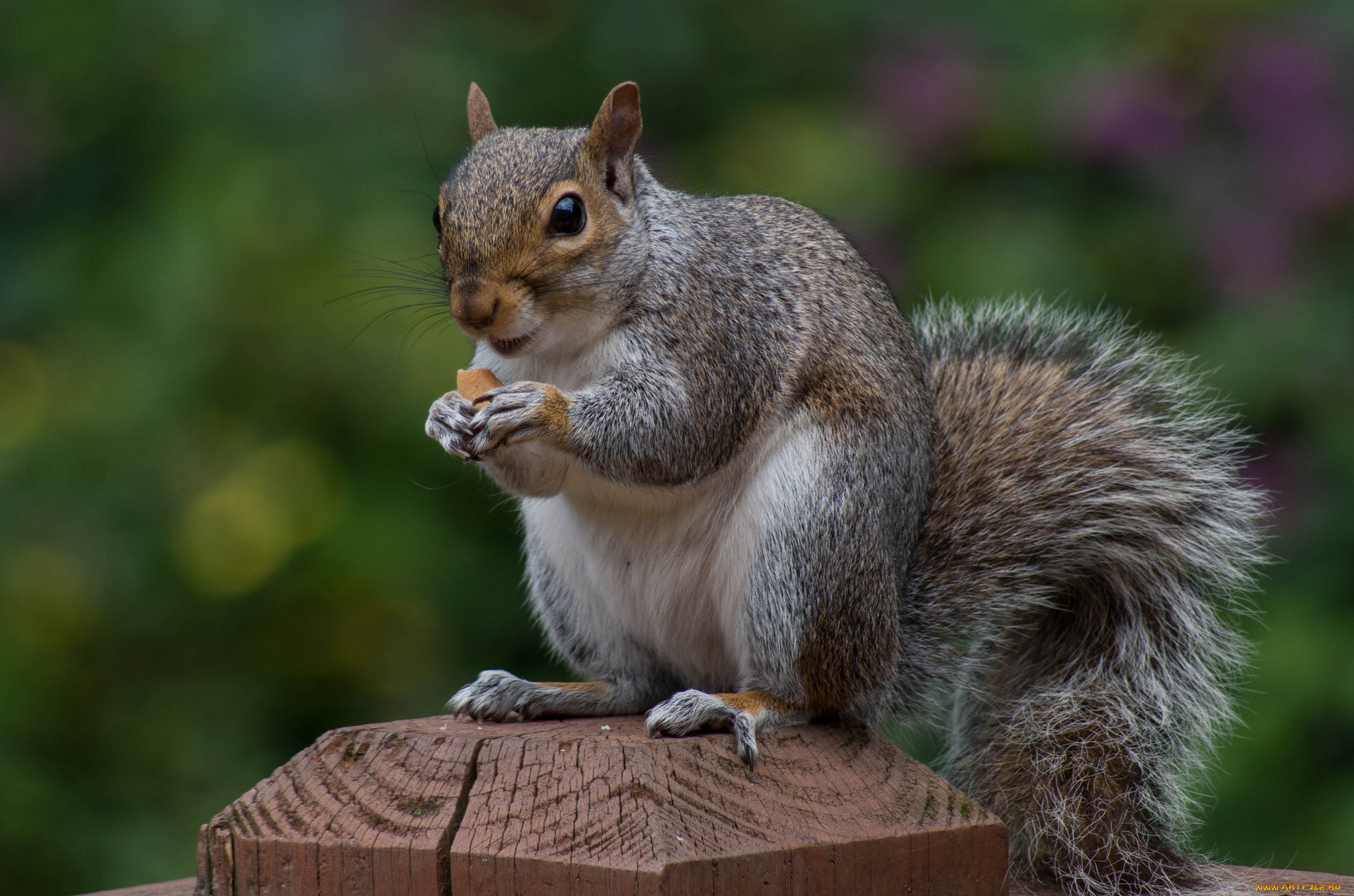 животные, белки, белка