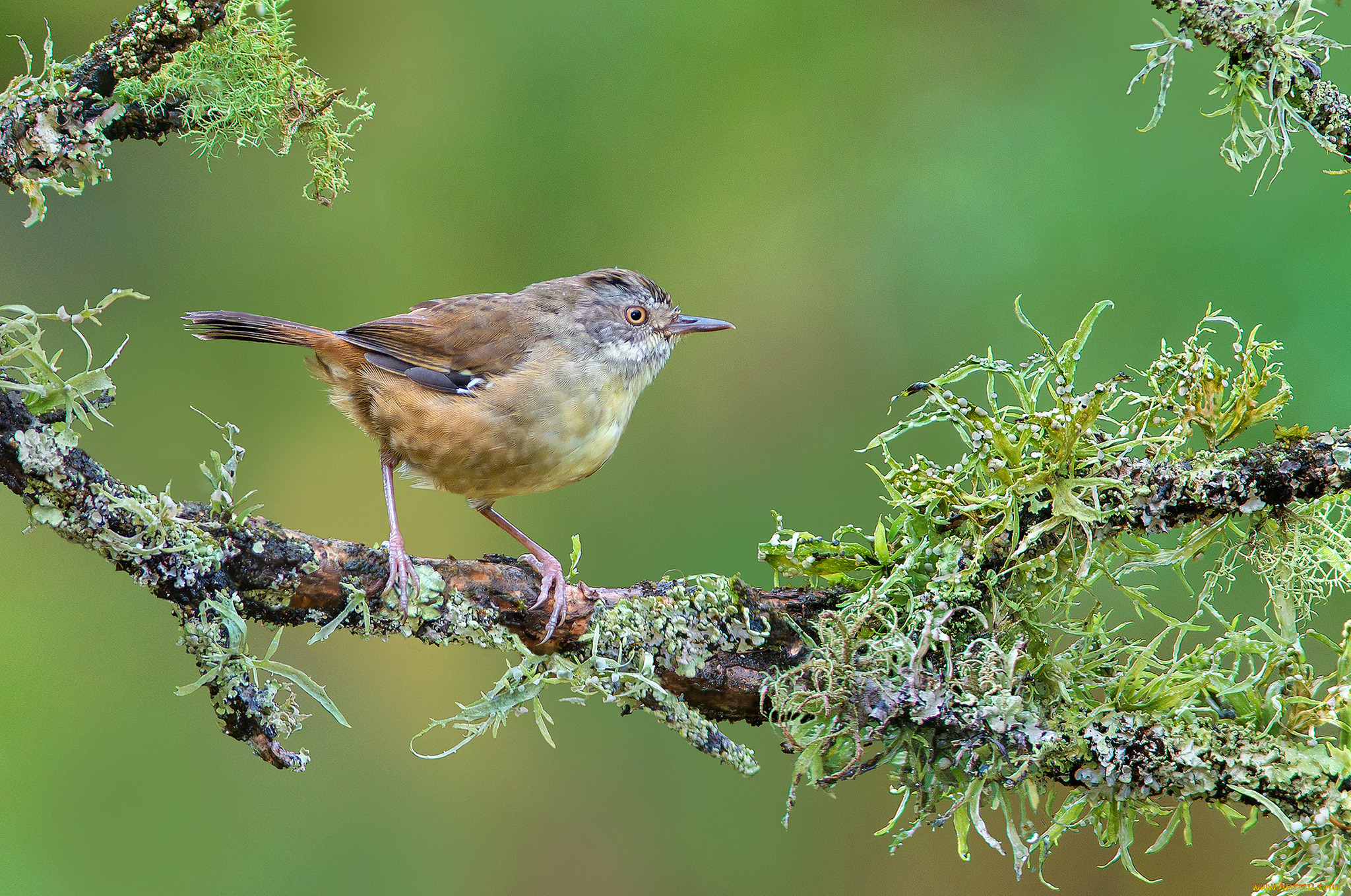 животные, птицы, птичка