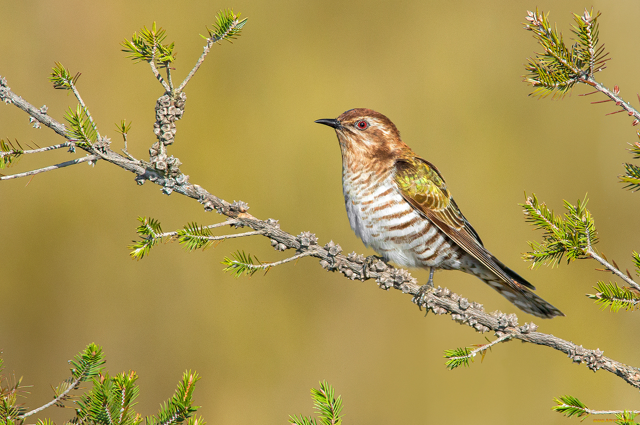 животные, птицы, птичка