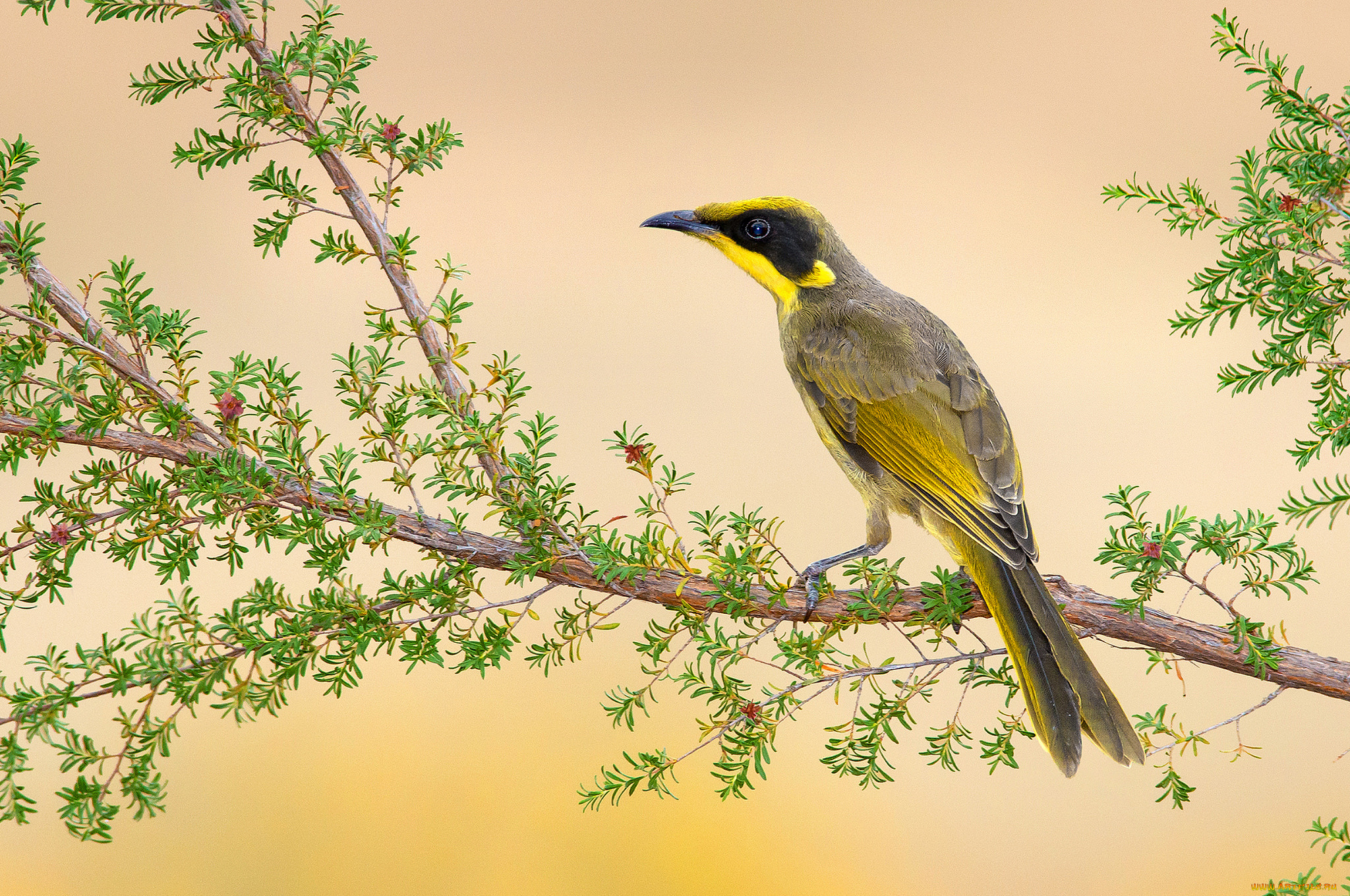 животные, птицы, птичка