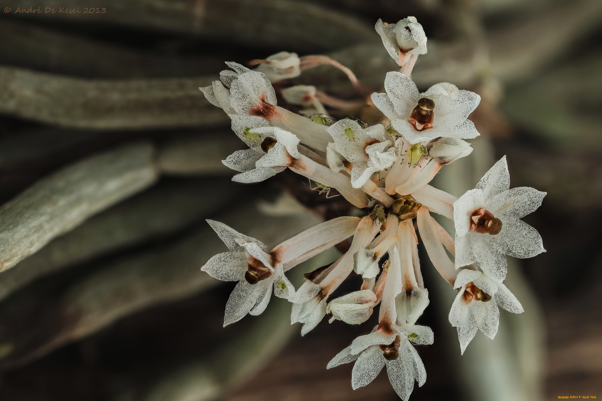 цветы, макро, тля