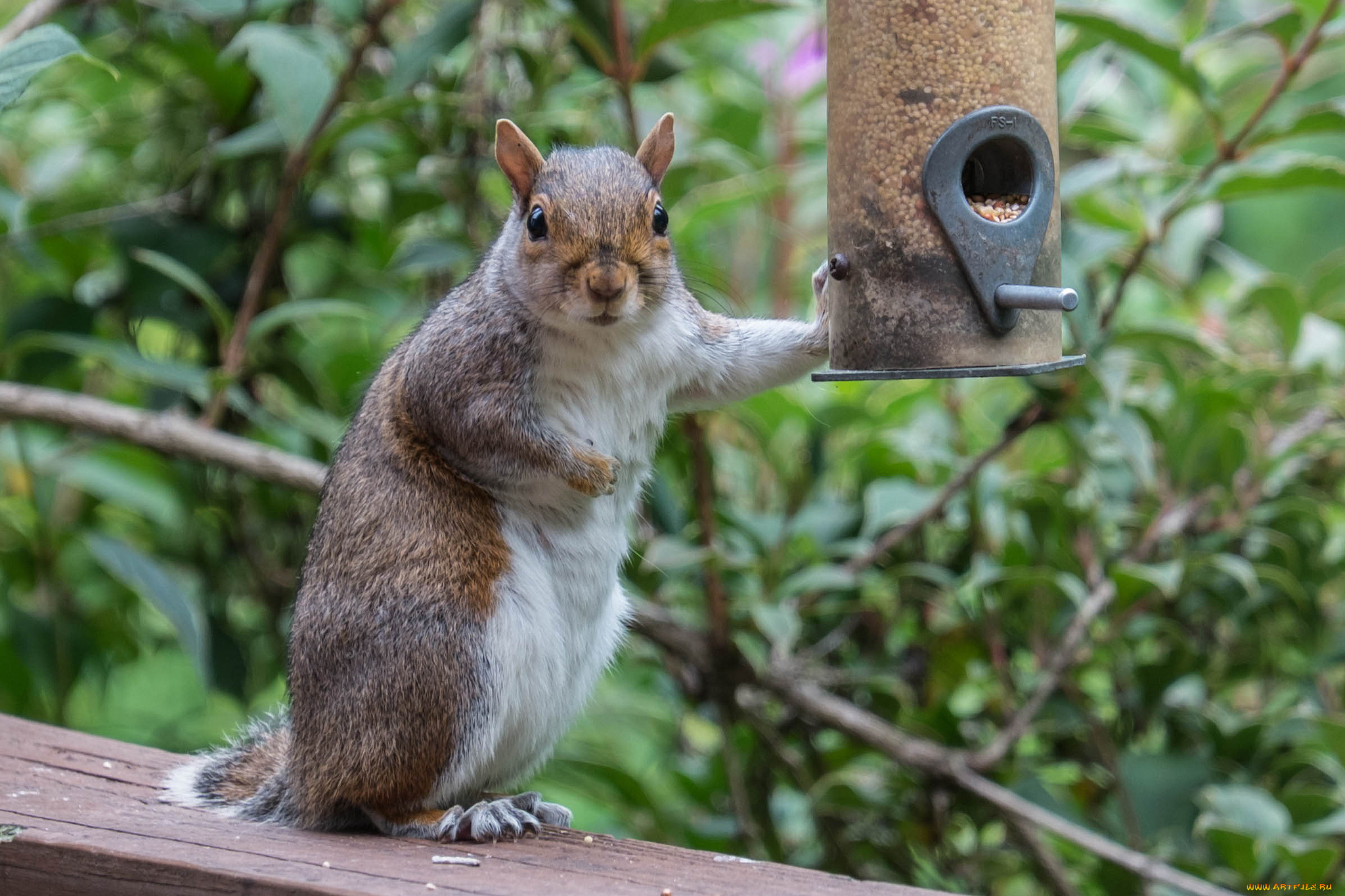животные, белки, белка