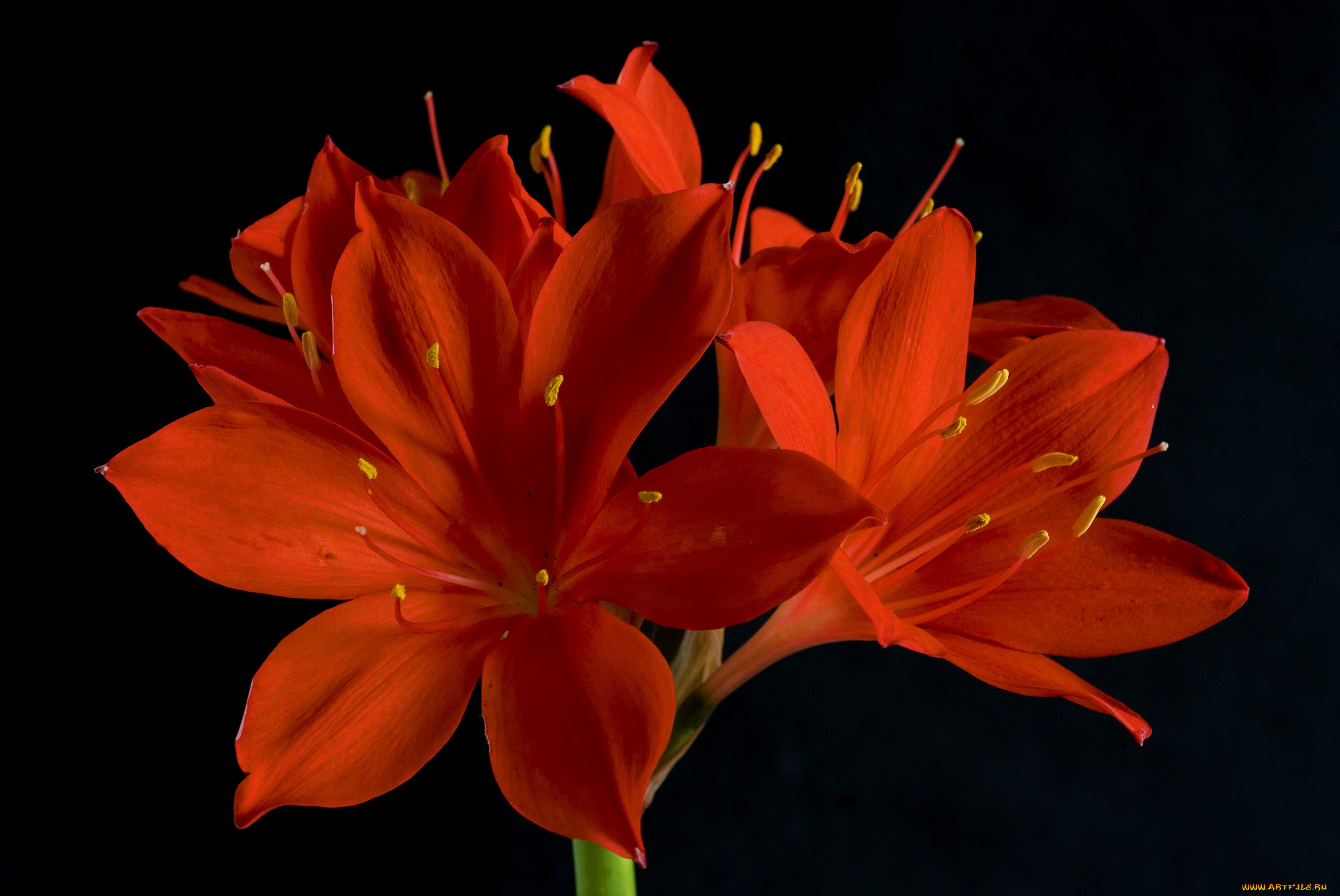 цветы, амариллисы, , гиппеаструмы, аммарилисы, красные, чёрный, фон