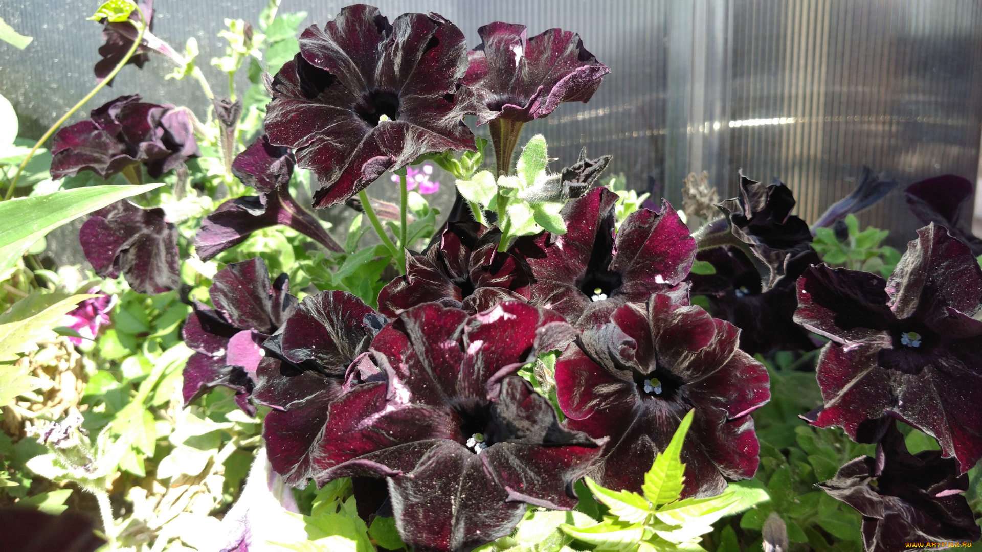 цветы, петунии, , калибрахоа, чёрные